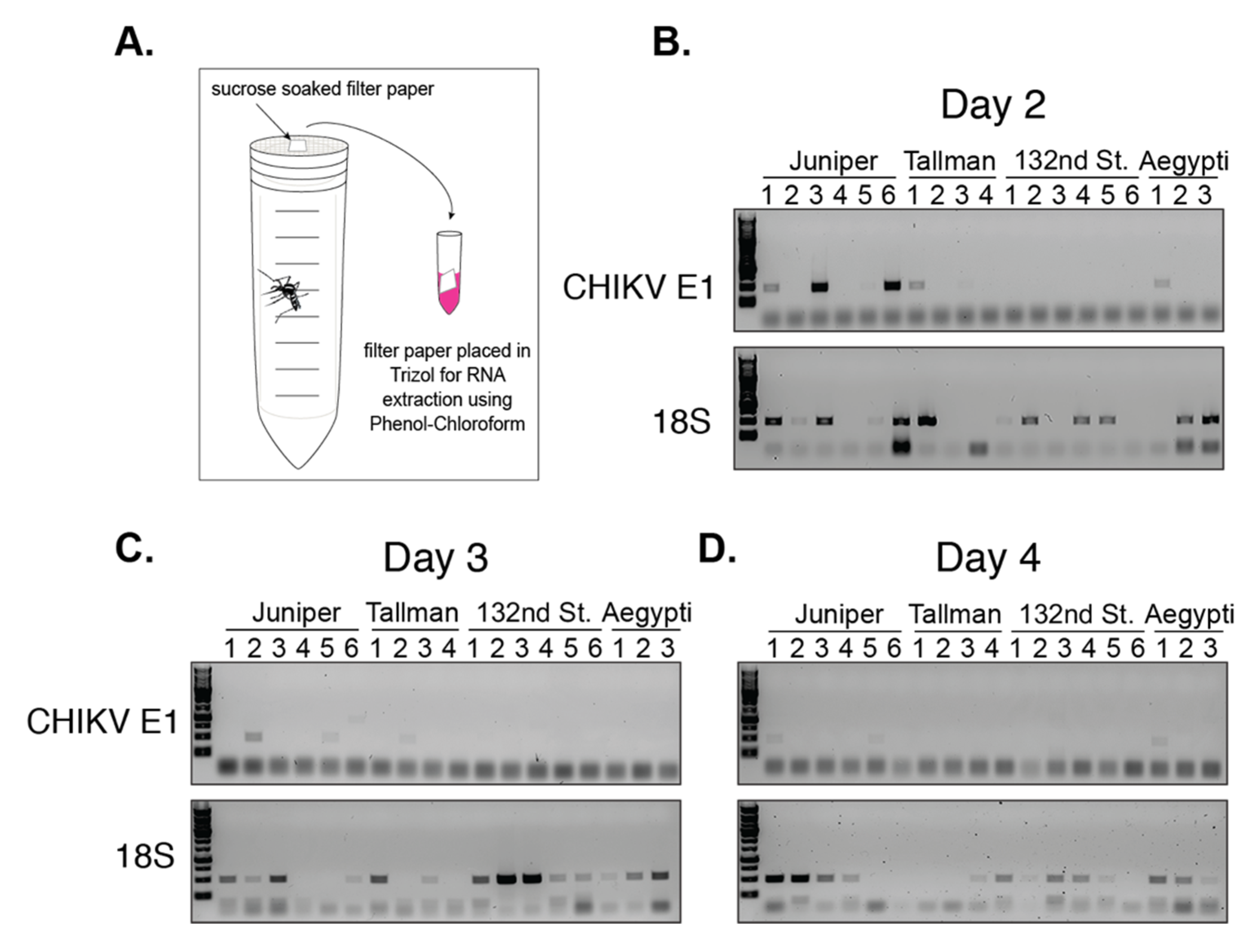 Viruses 12 00698 g006 Viruses 12 00698 g006