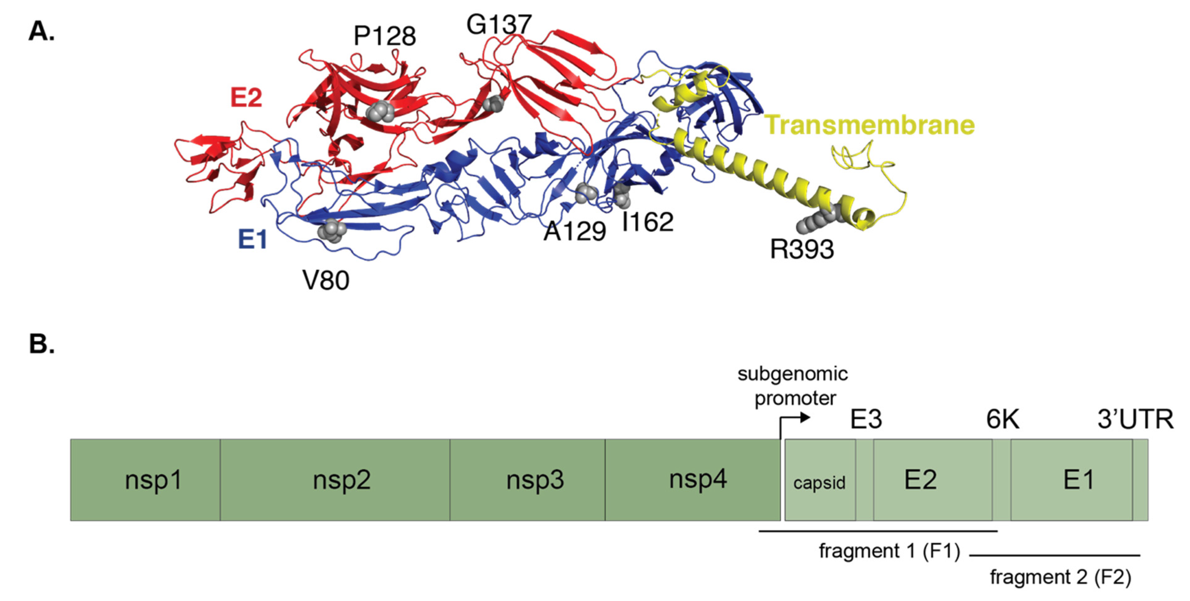 Viruses 12 00698 g007 Viruses 12 00698 g007