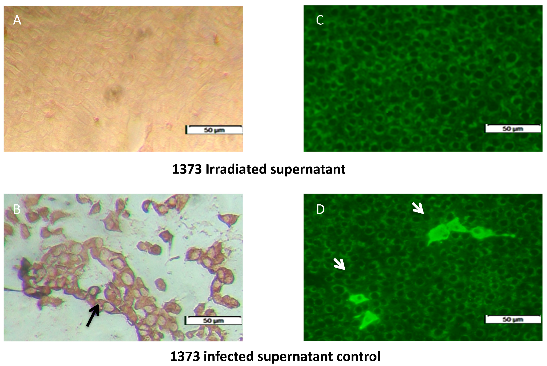 Viruses 12 00701 g001 Viruses 12 00701 g001