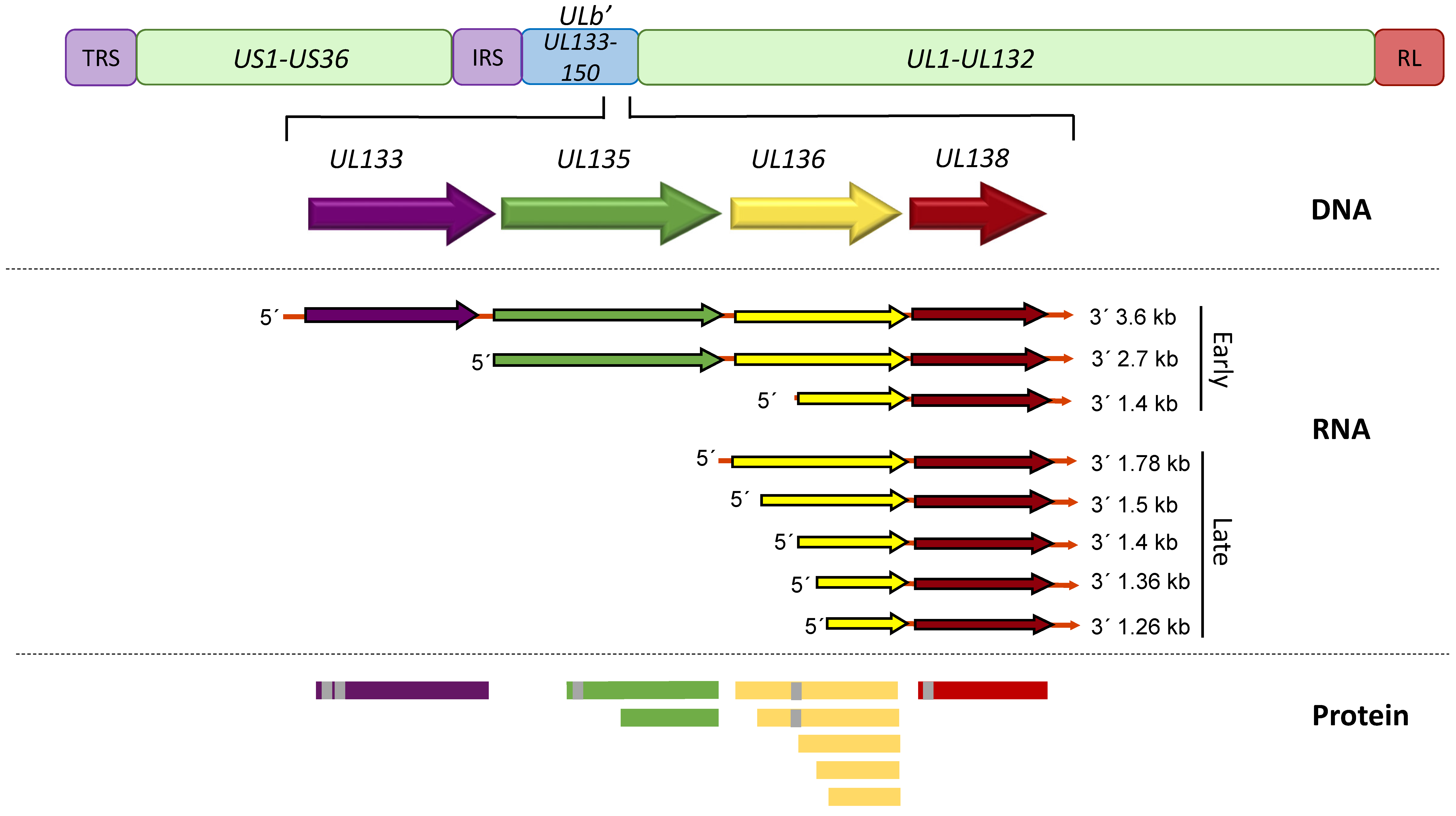 Viruses 12 00714 g001