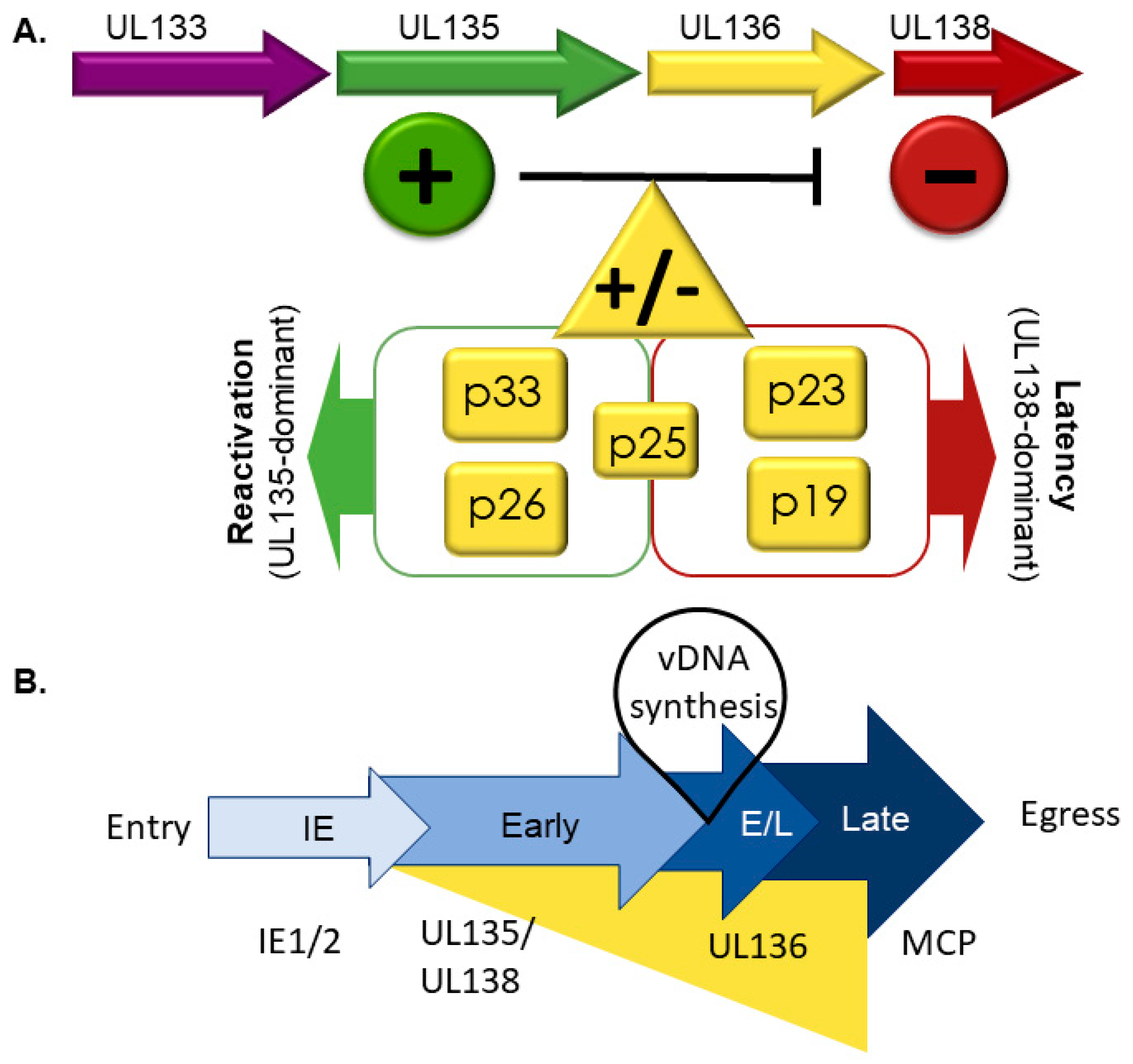 Viruses 12 00714 g002