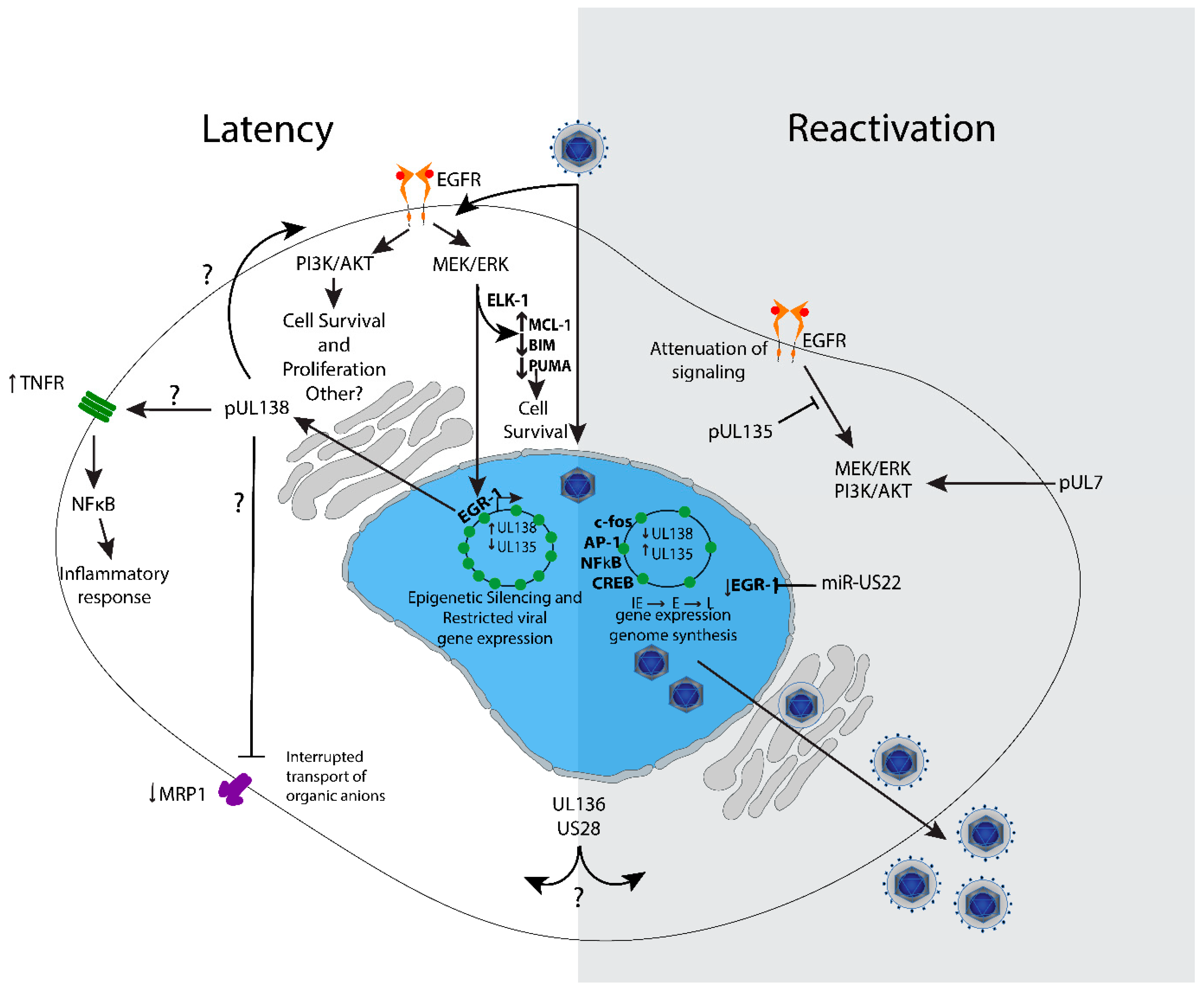 Viruses 12 00714 g003
