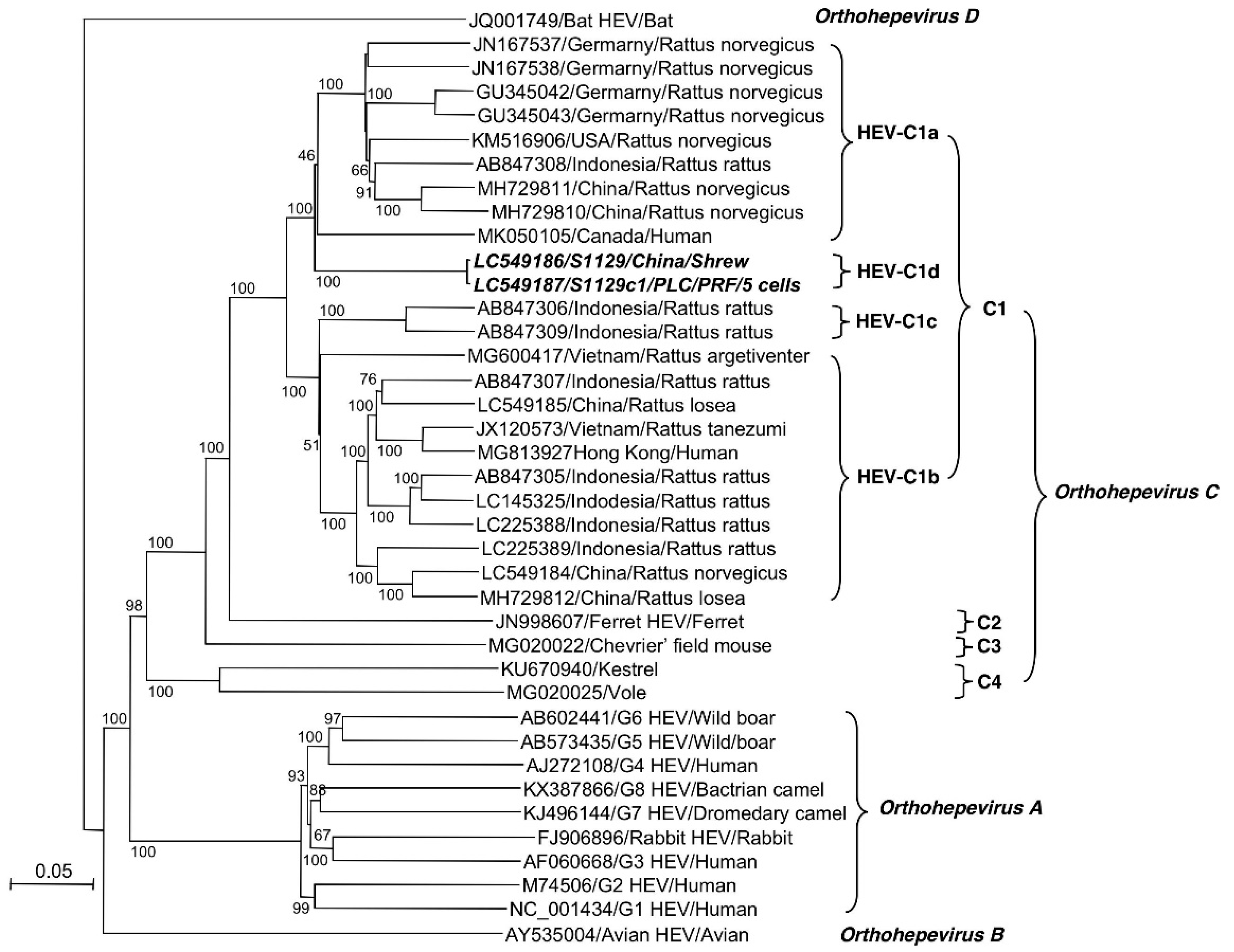 Viruses 12 00715 g004