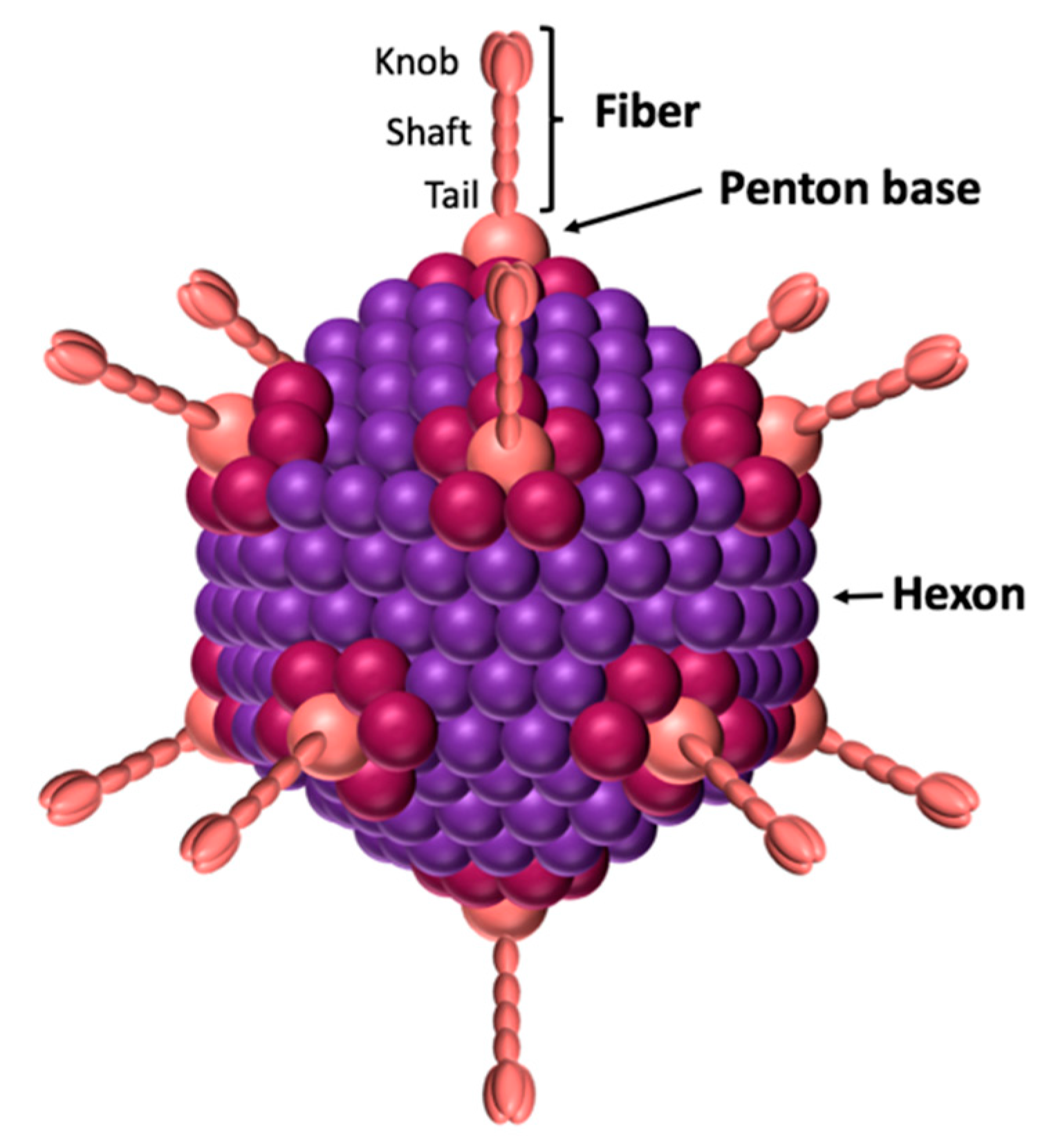 Viruses 12 00718 g001