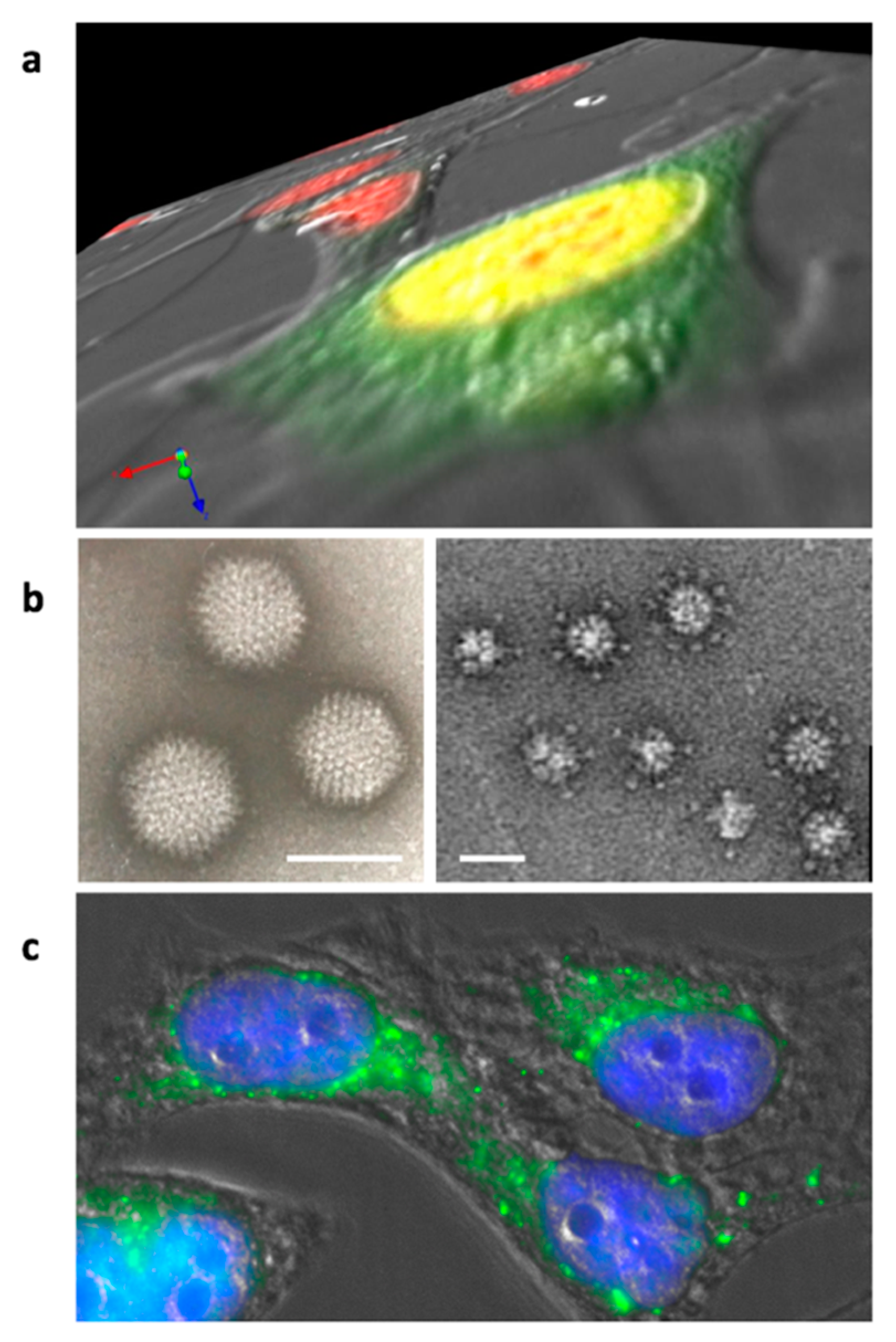 Viruses 12 00718 g002