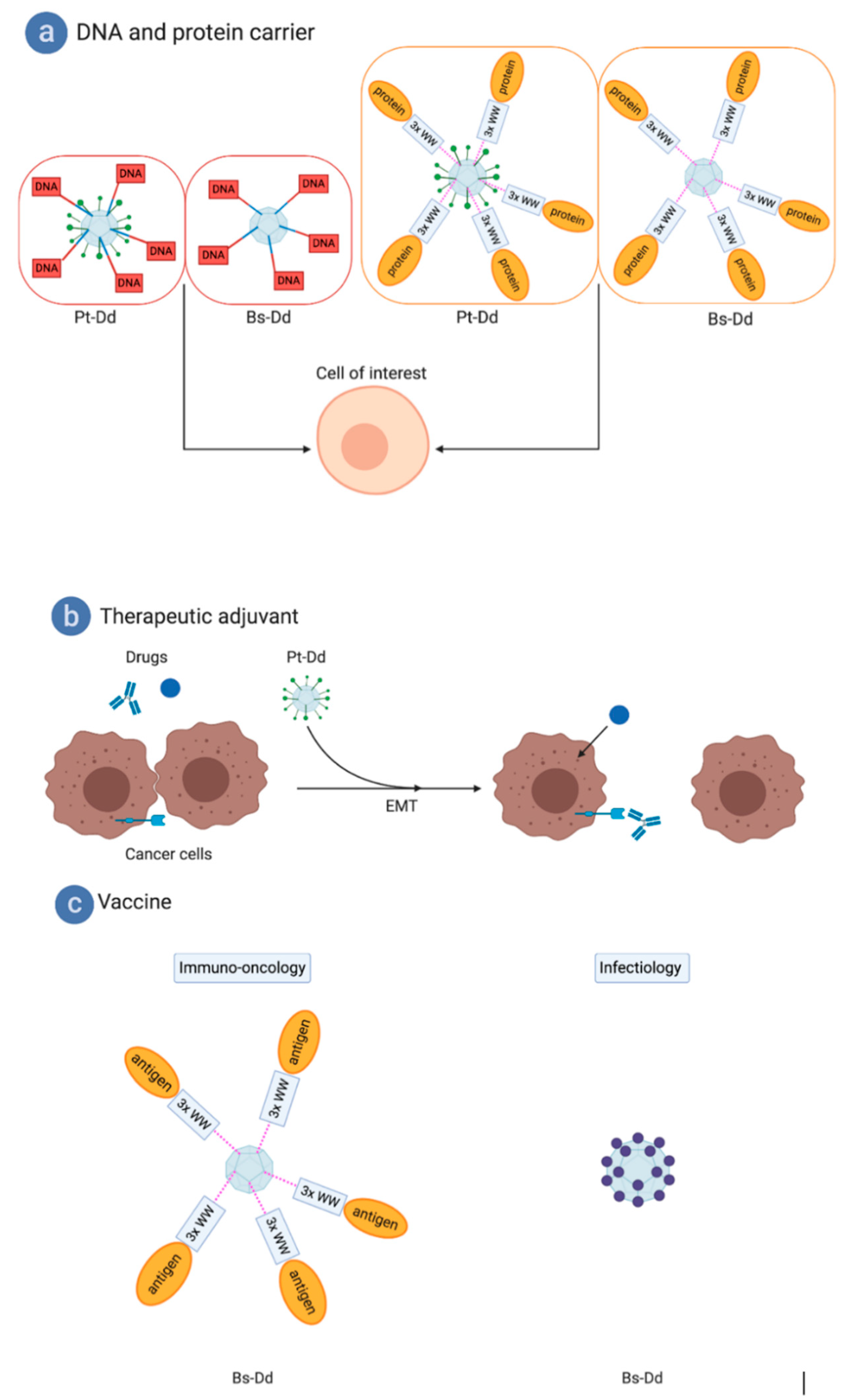 Viruses 12 00718 g006
