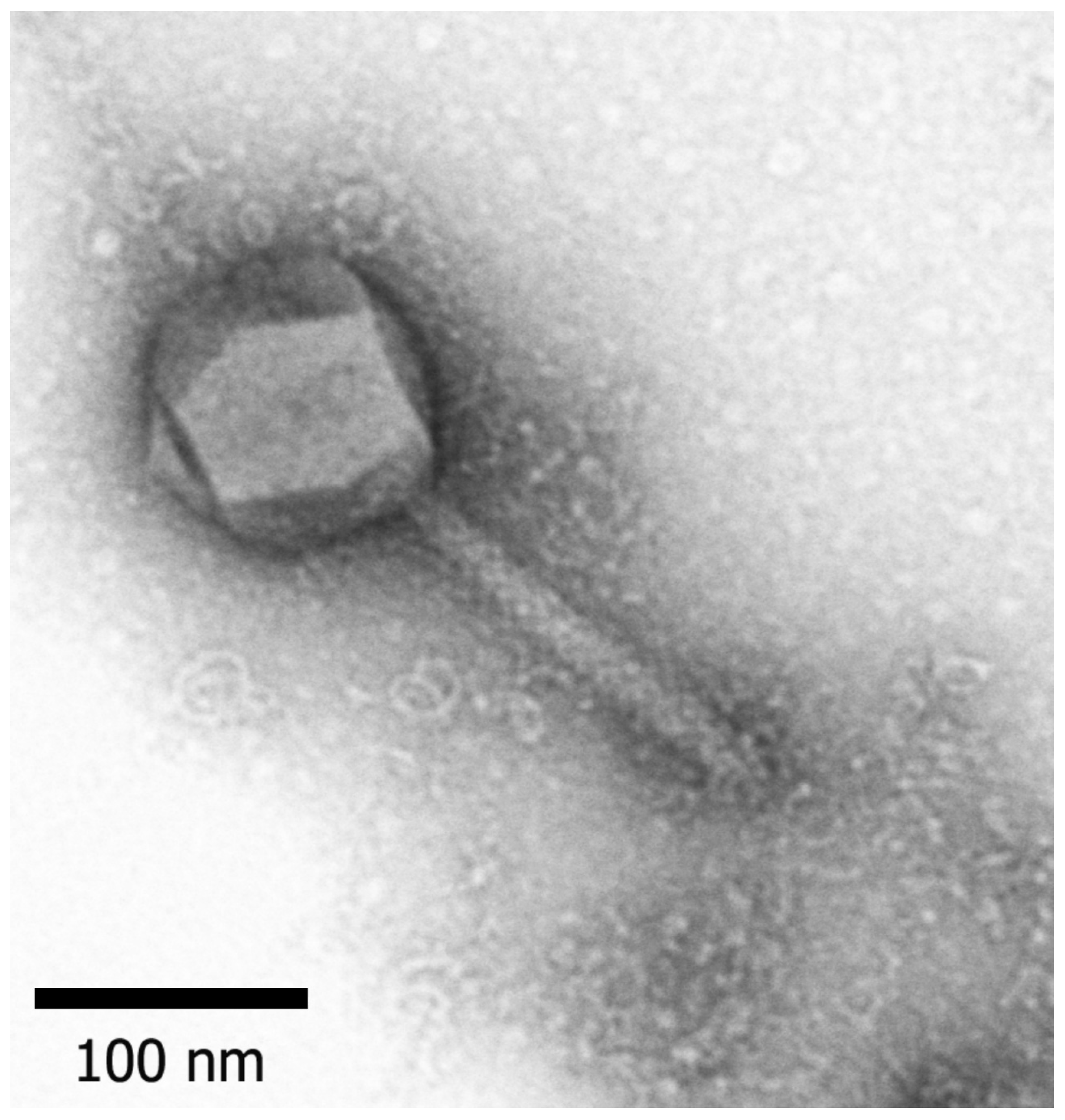 Viruses 12 00721 g002 Viruses 12 00721 g002
