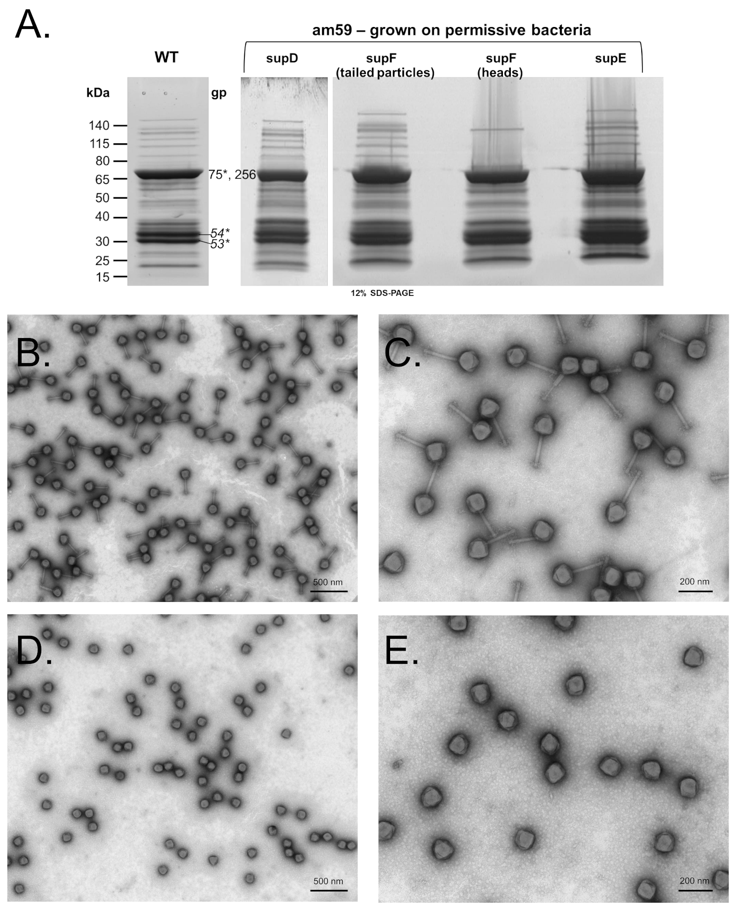 Viruses 12 00725 g001 Viruses 12 00725 g001