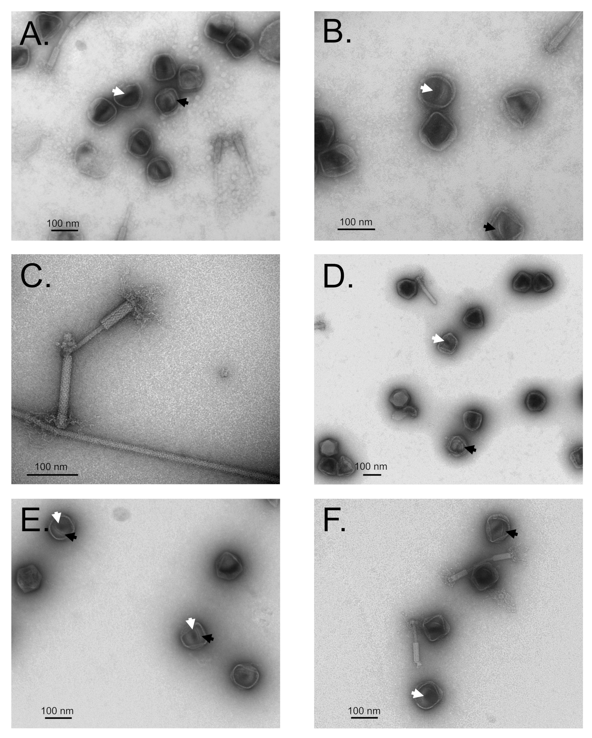 Viruses 12 00725 g003 Viruses 12 00725 g003