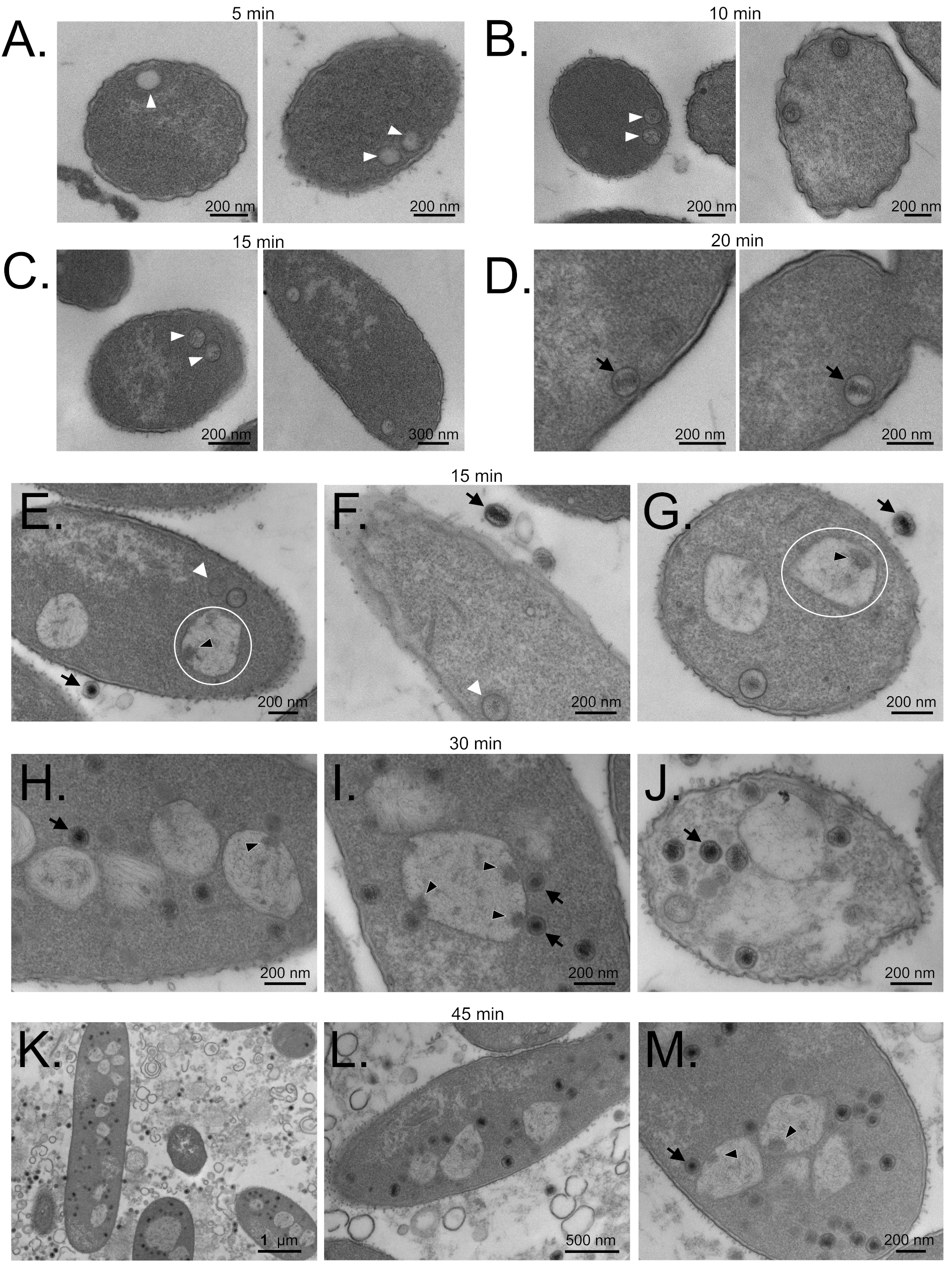 Viruses 12 00725 g005 Viruses 12 00725 g005
