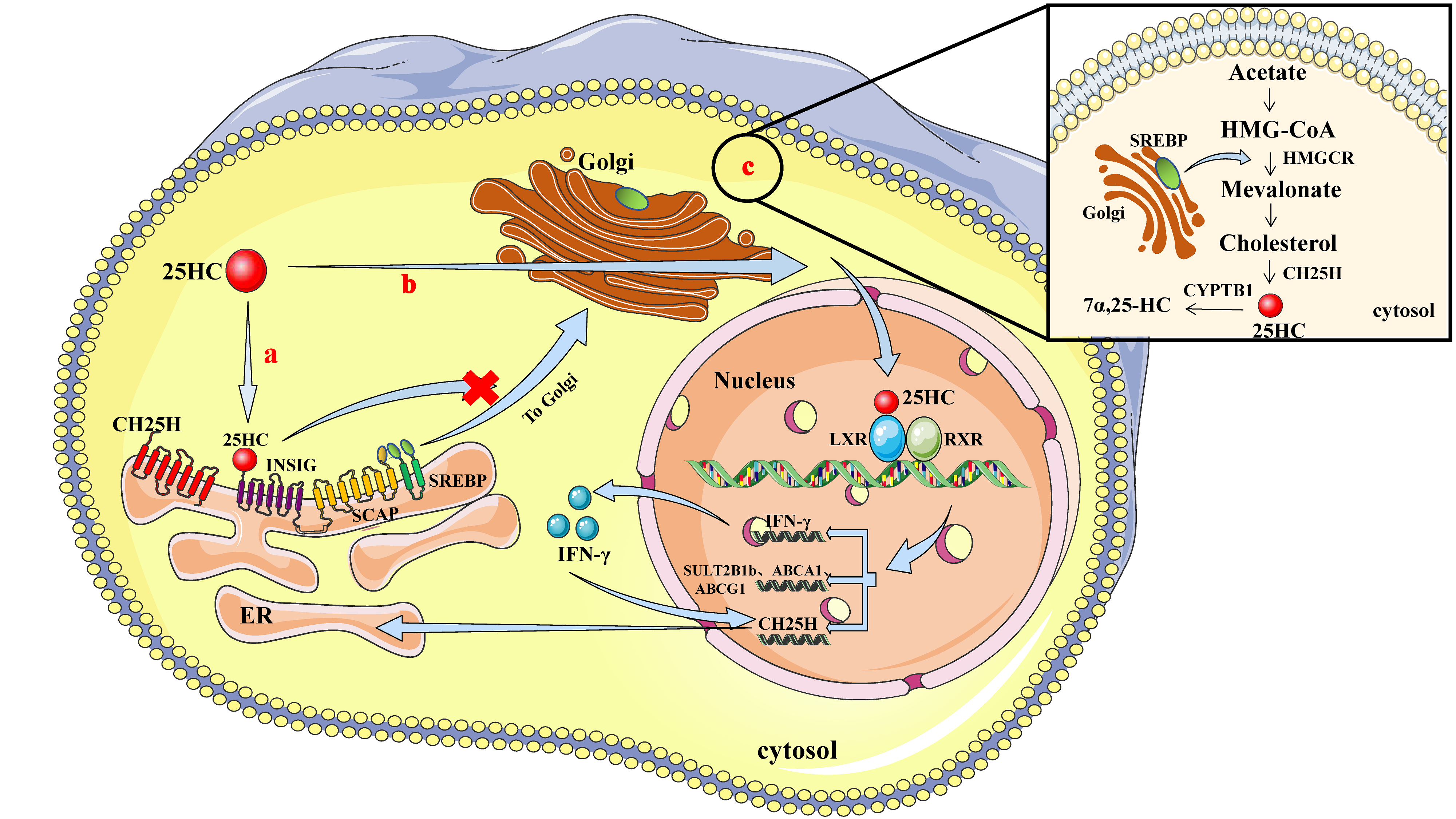Viruses 12 00727 g001 Viruses 12 00727 g001