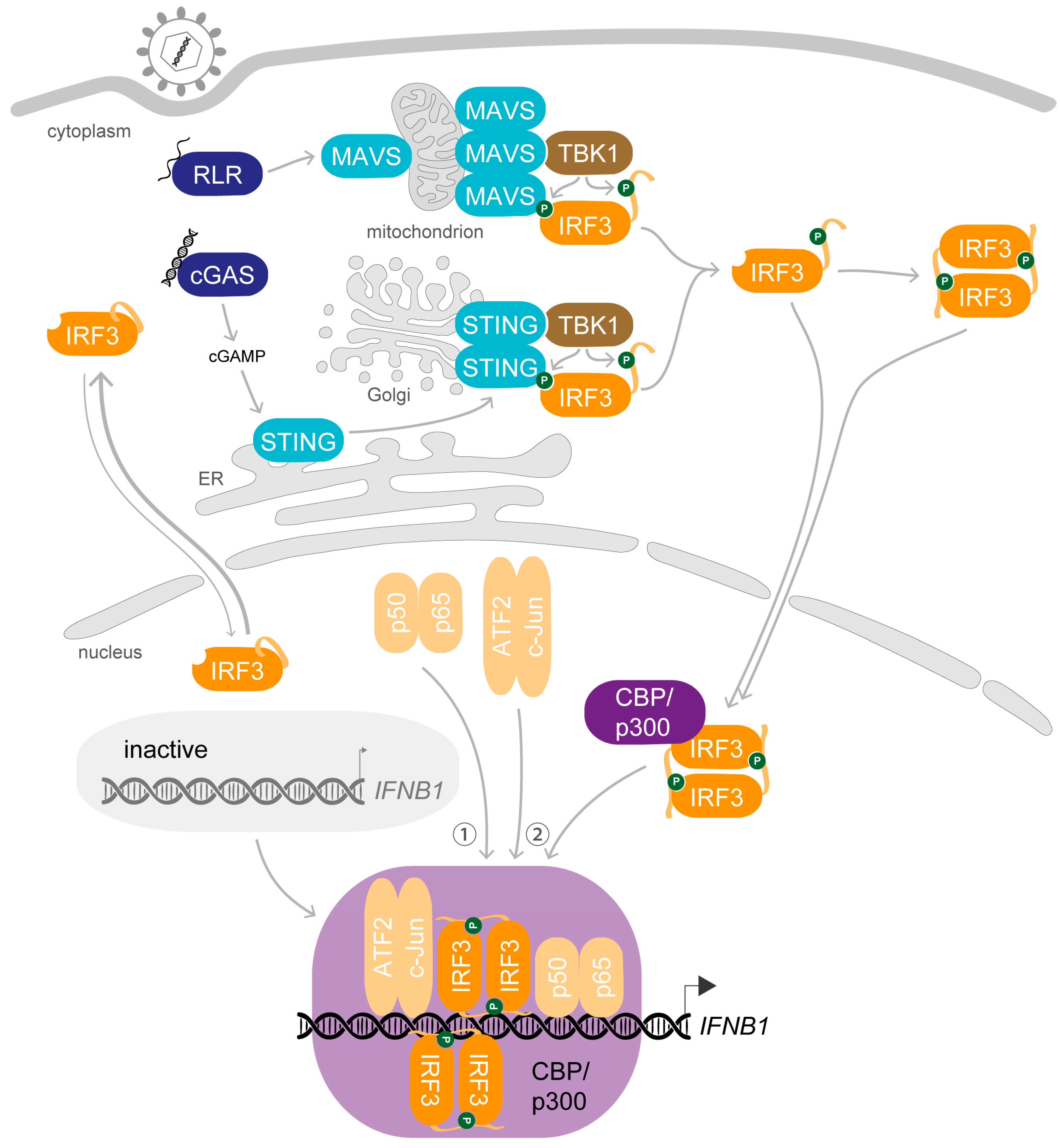 Viruses 12 00733 g002 Viruses 12 00733 g002