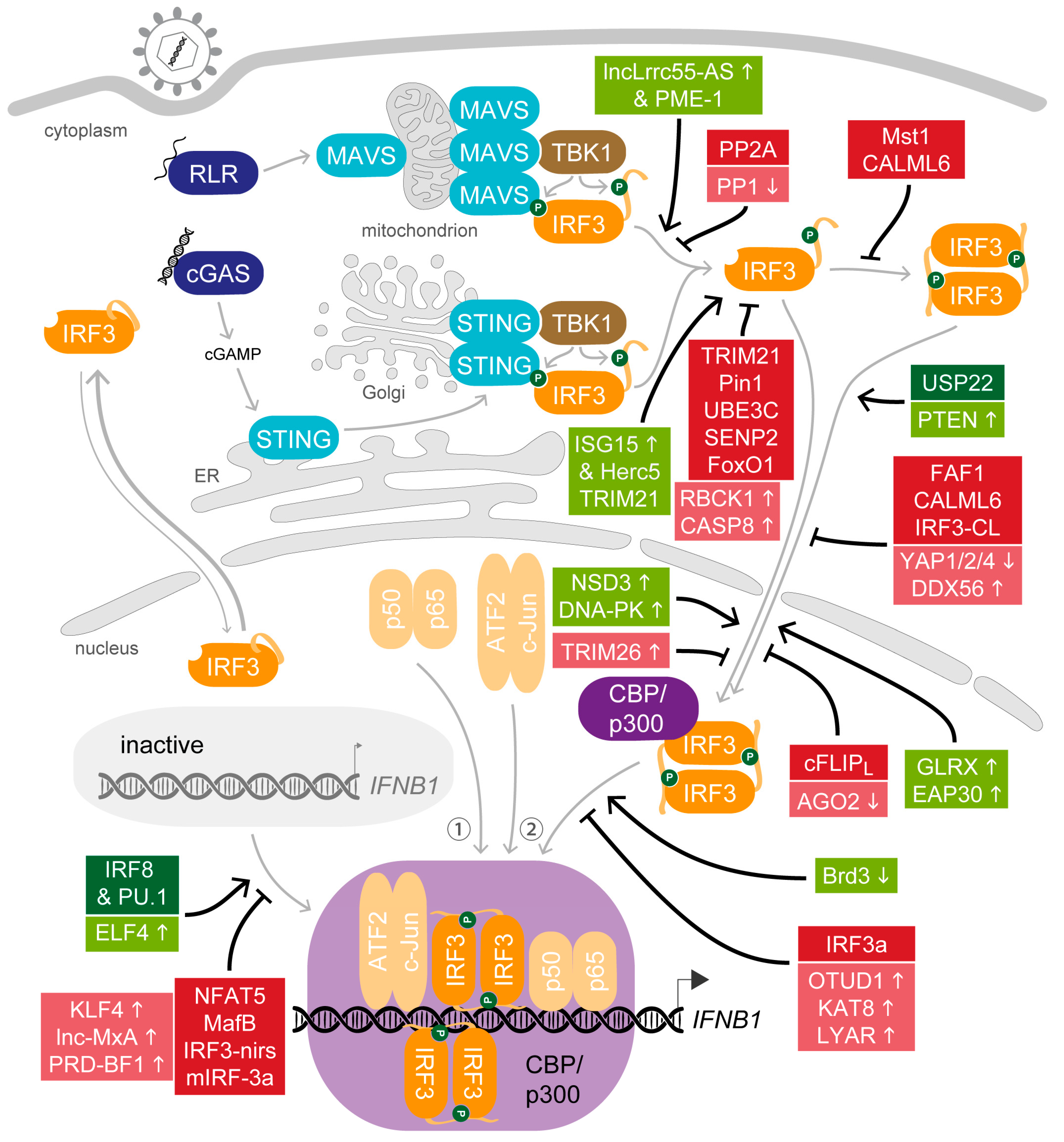 Viruses 12 00733 g003 Viruses 12 00733 g003