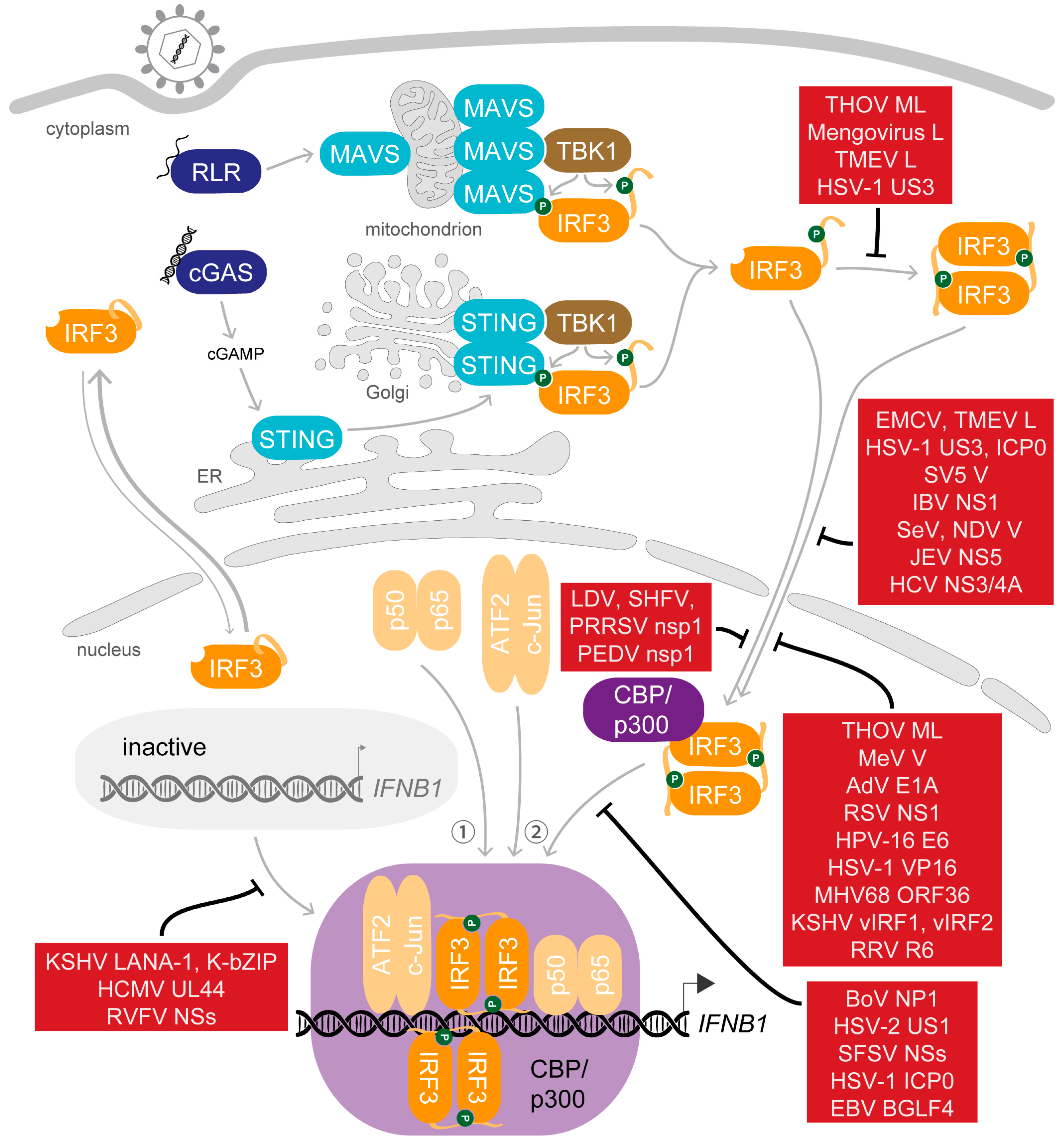 Viruses 12 00733 g004 Viruses 12 00733 g004