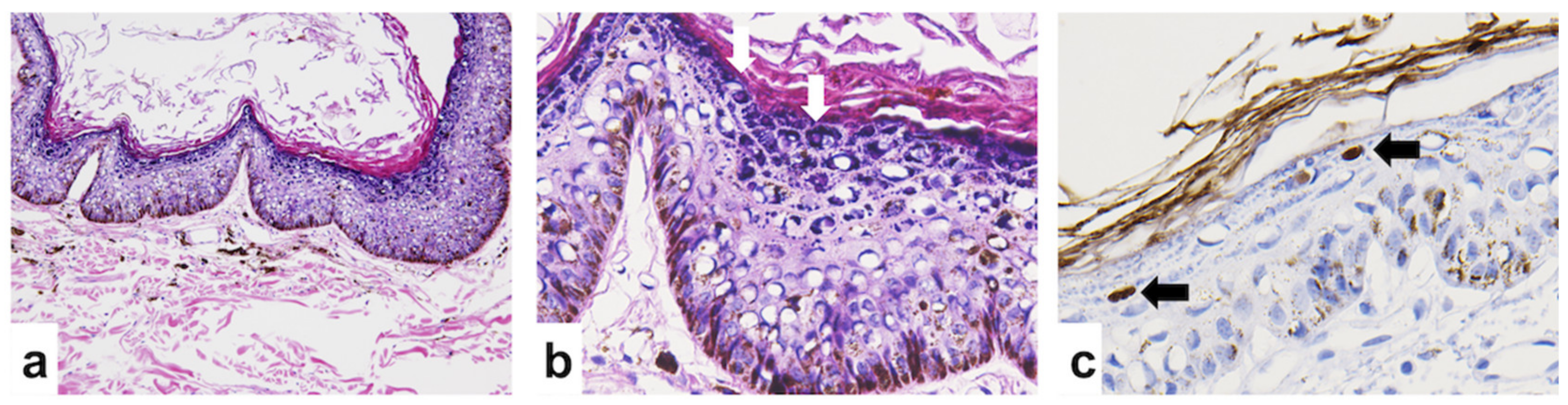 Viruses 12 00736 g002 Viruses 12 00736 g002