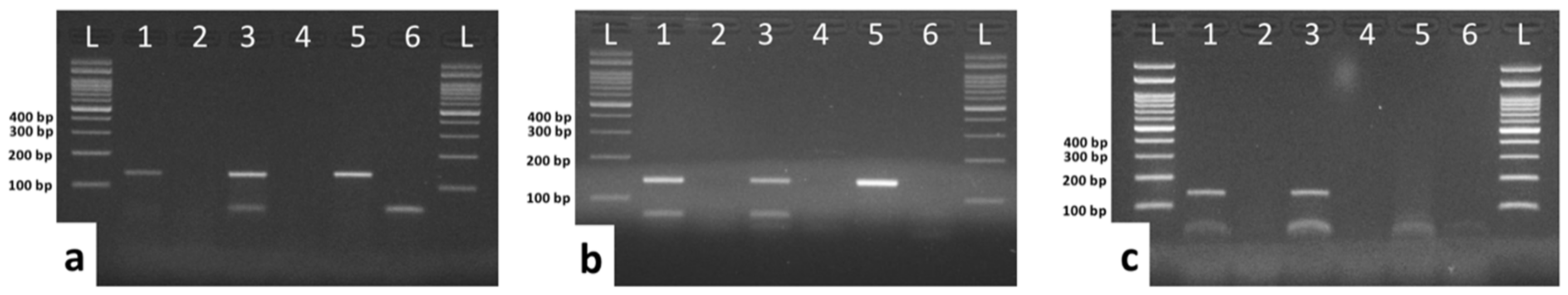 Viruses 12 00736 g004 Viruses 12 00736 g004