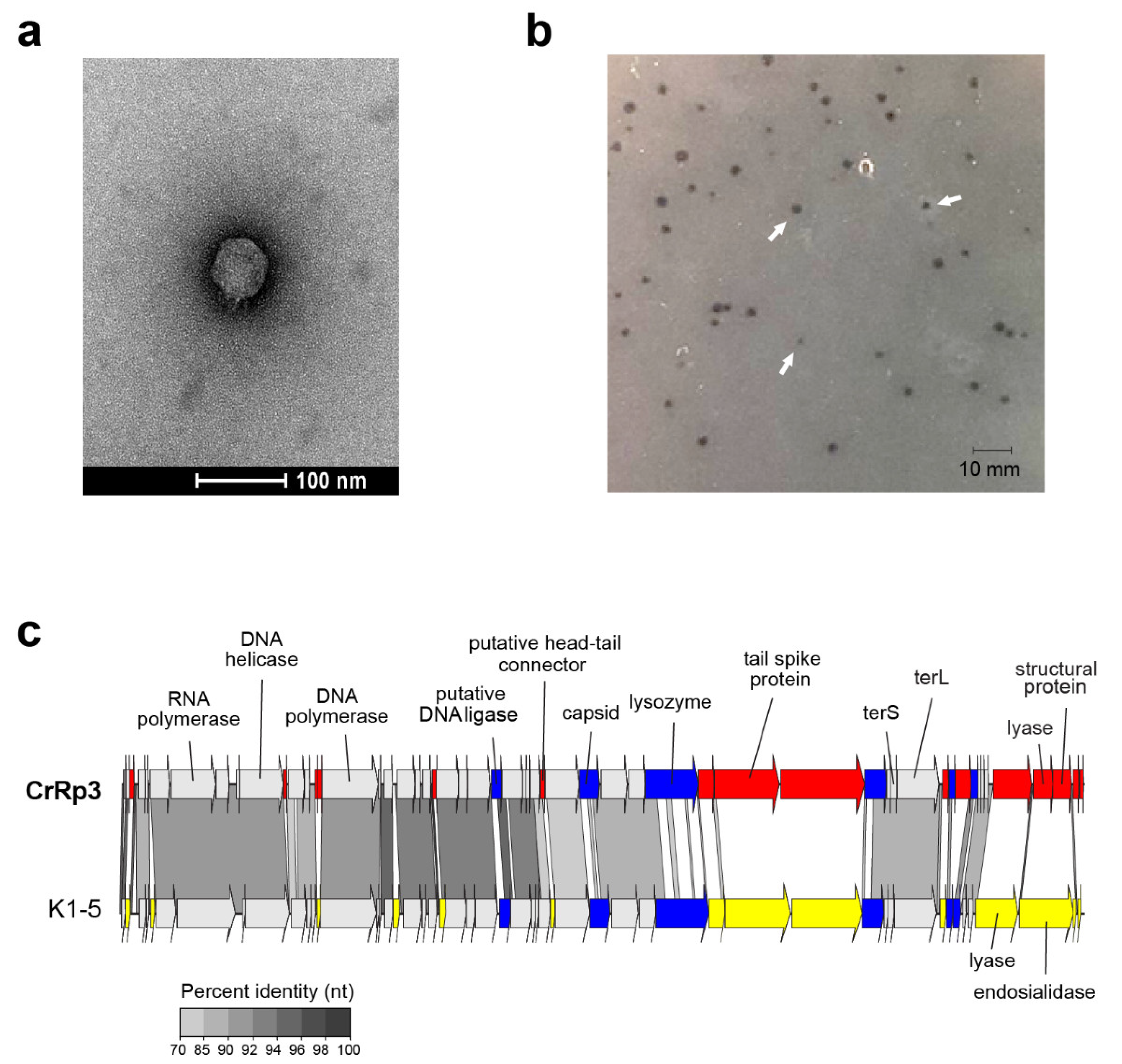 Viruses 12 00737 g001