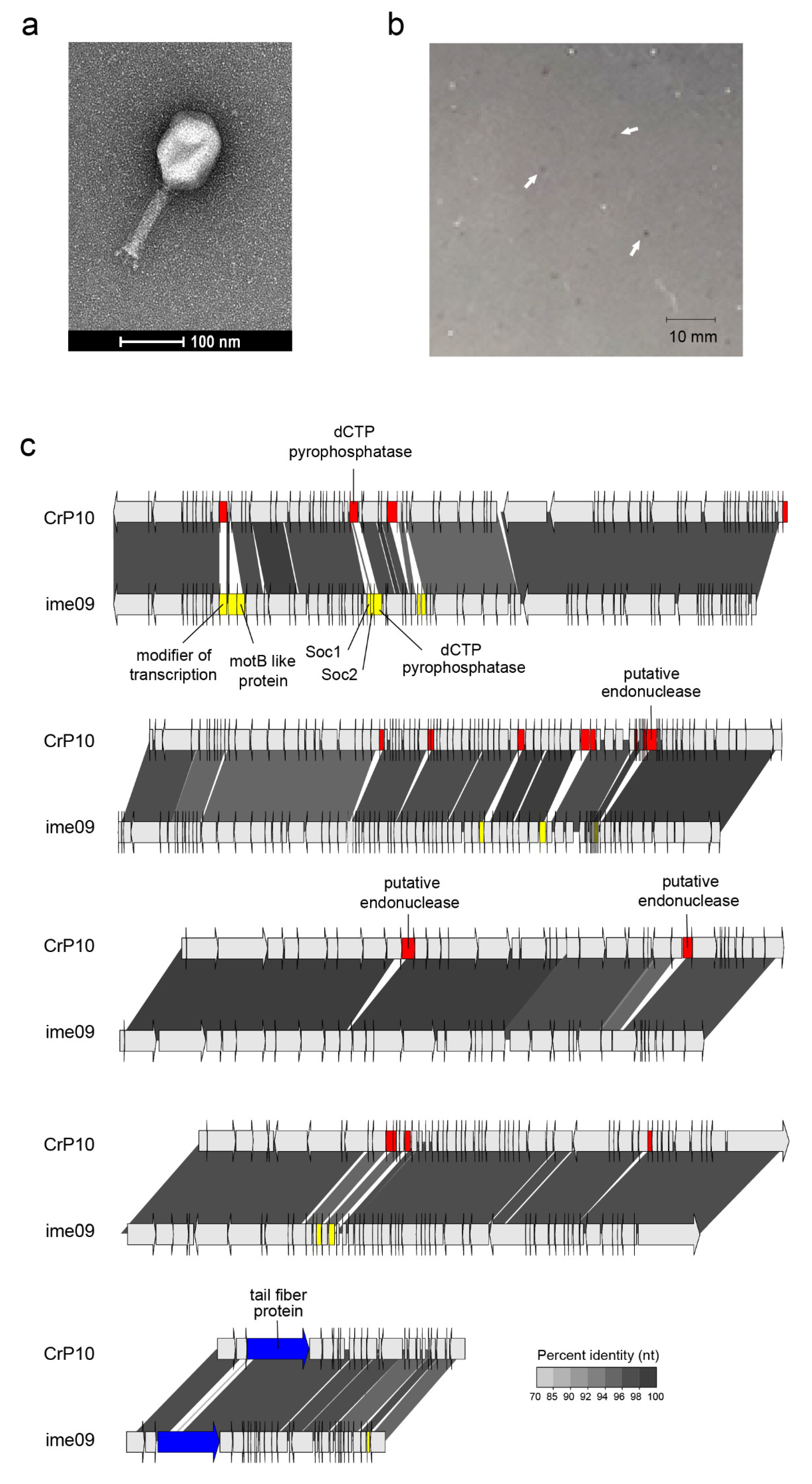 Viruses 12 00737 g002