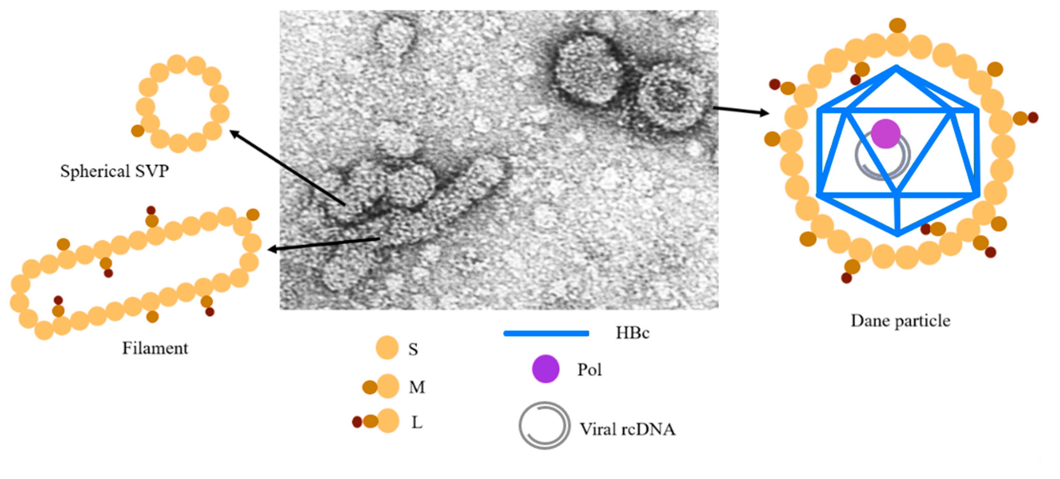 Viruses 12 00738 g001