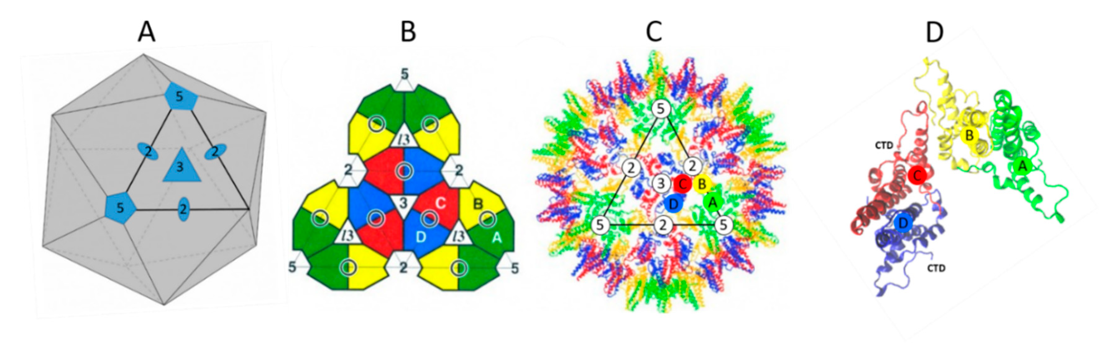 Viruses 12 00738 g004