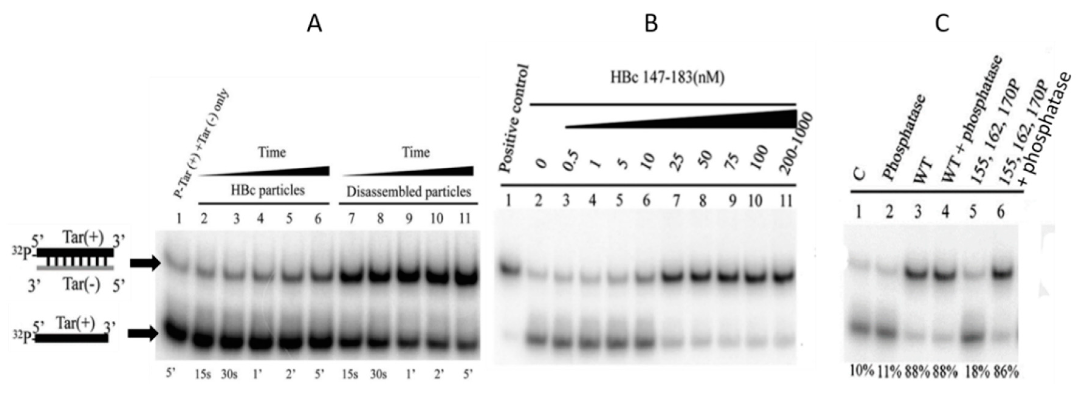 Viruses 12 00738 g007