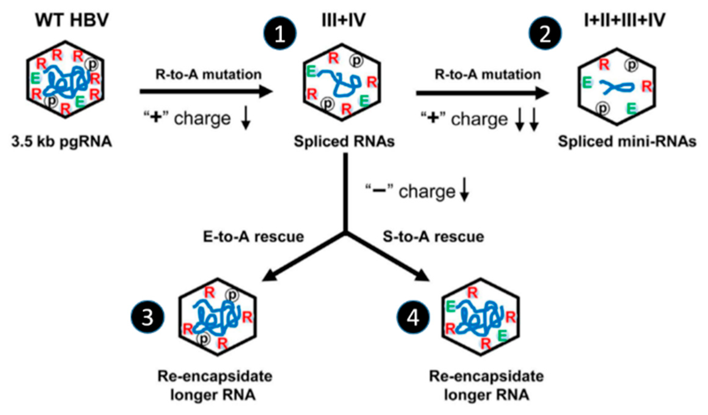 Viruses 12 00738 g009