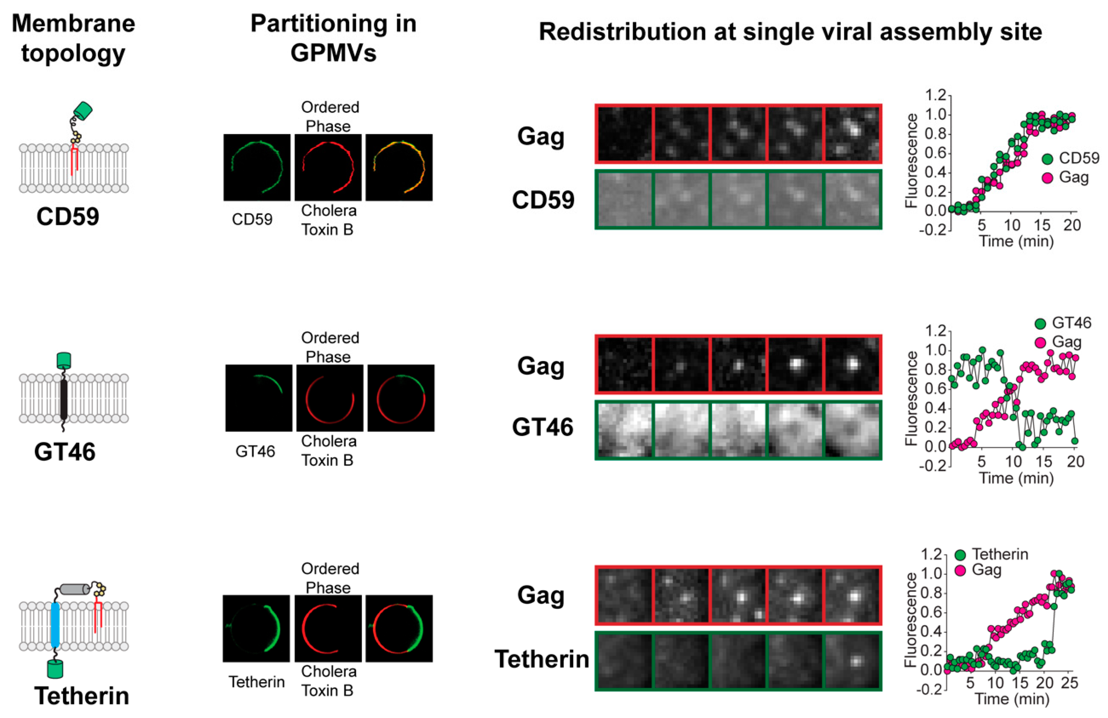 Viruses 12 00745 g001