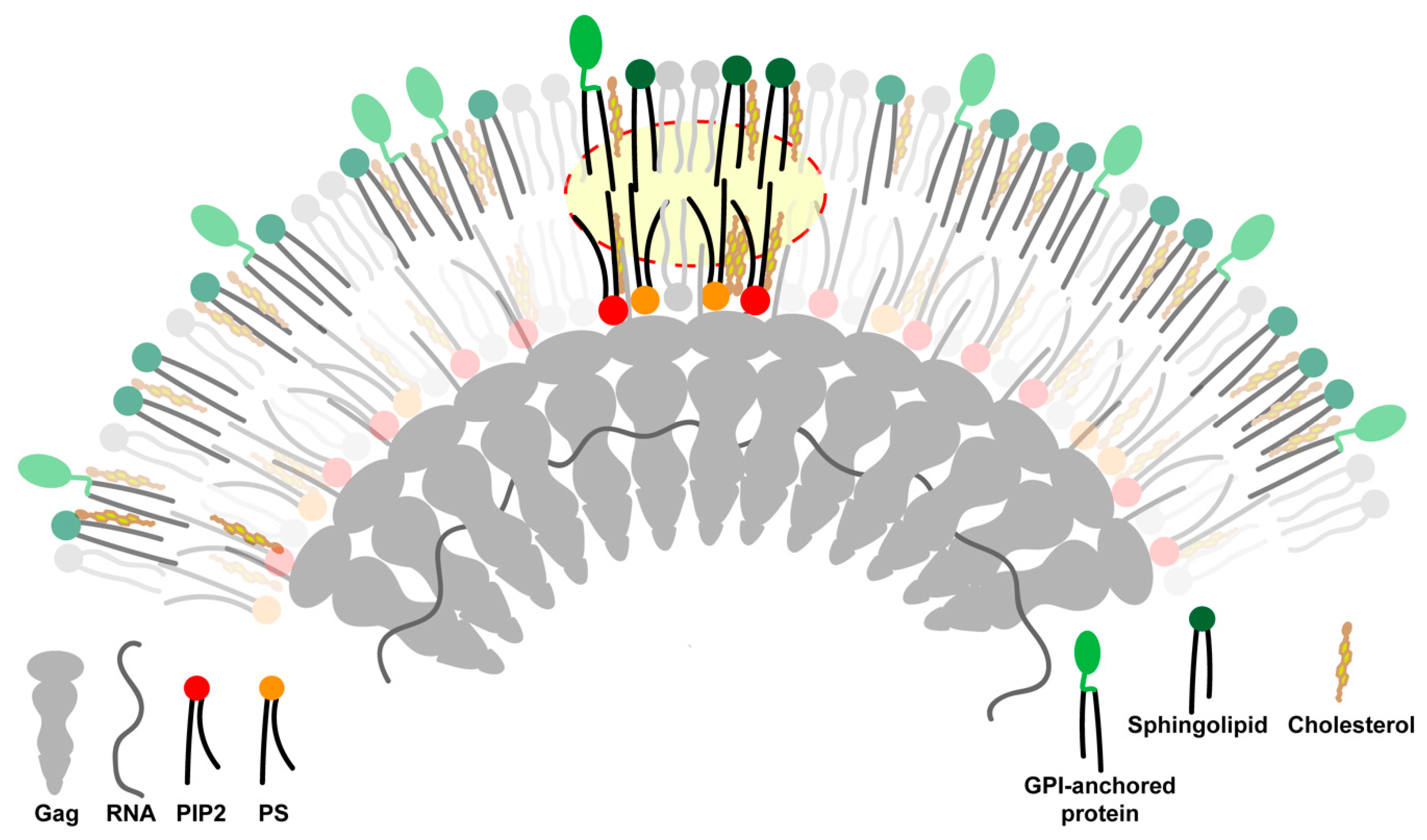 Viruses 12 00745 g003