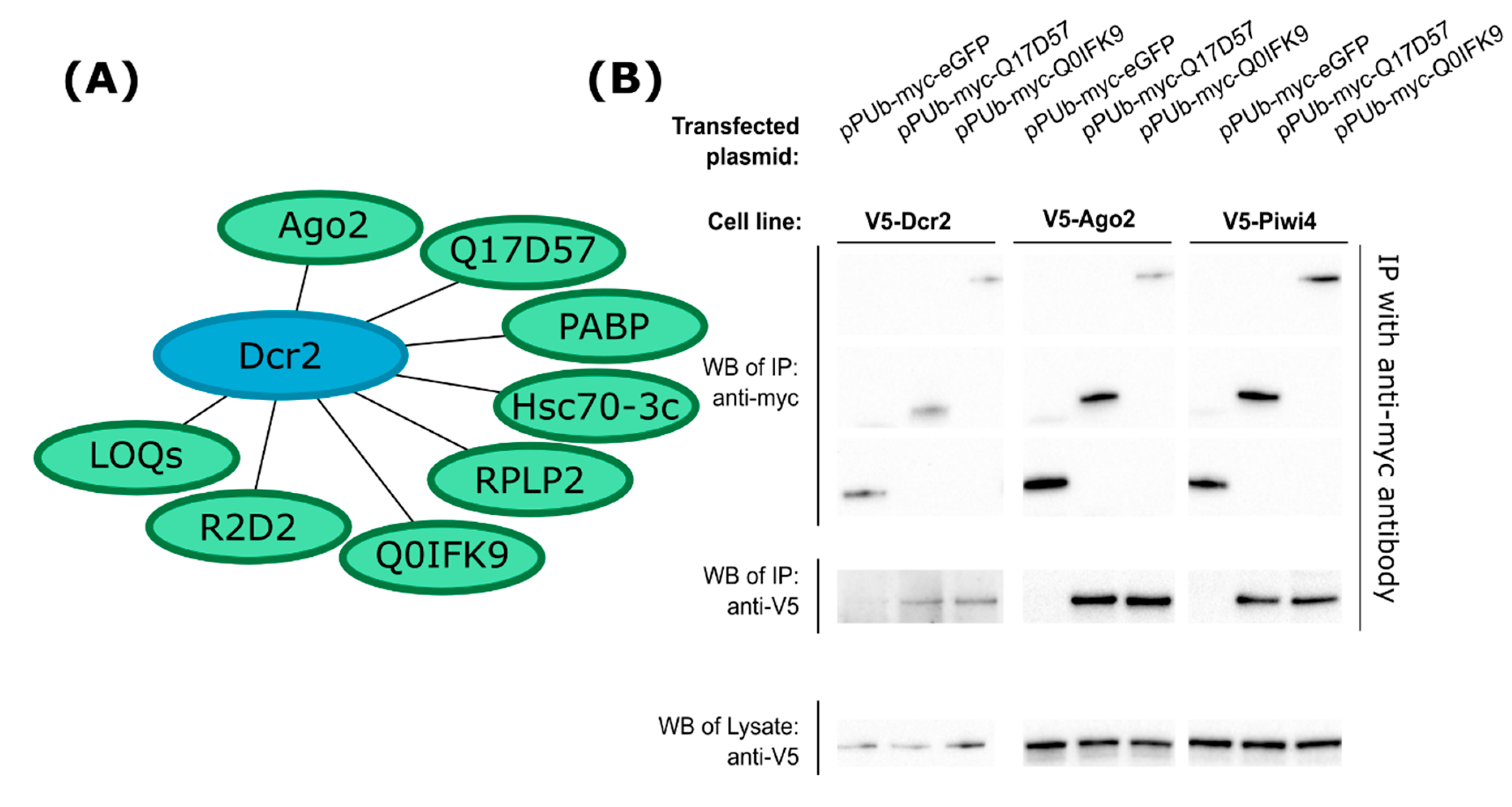 Viruses 12 00748 g001 Viruses 12 00748 g001