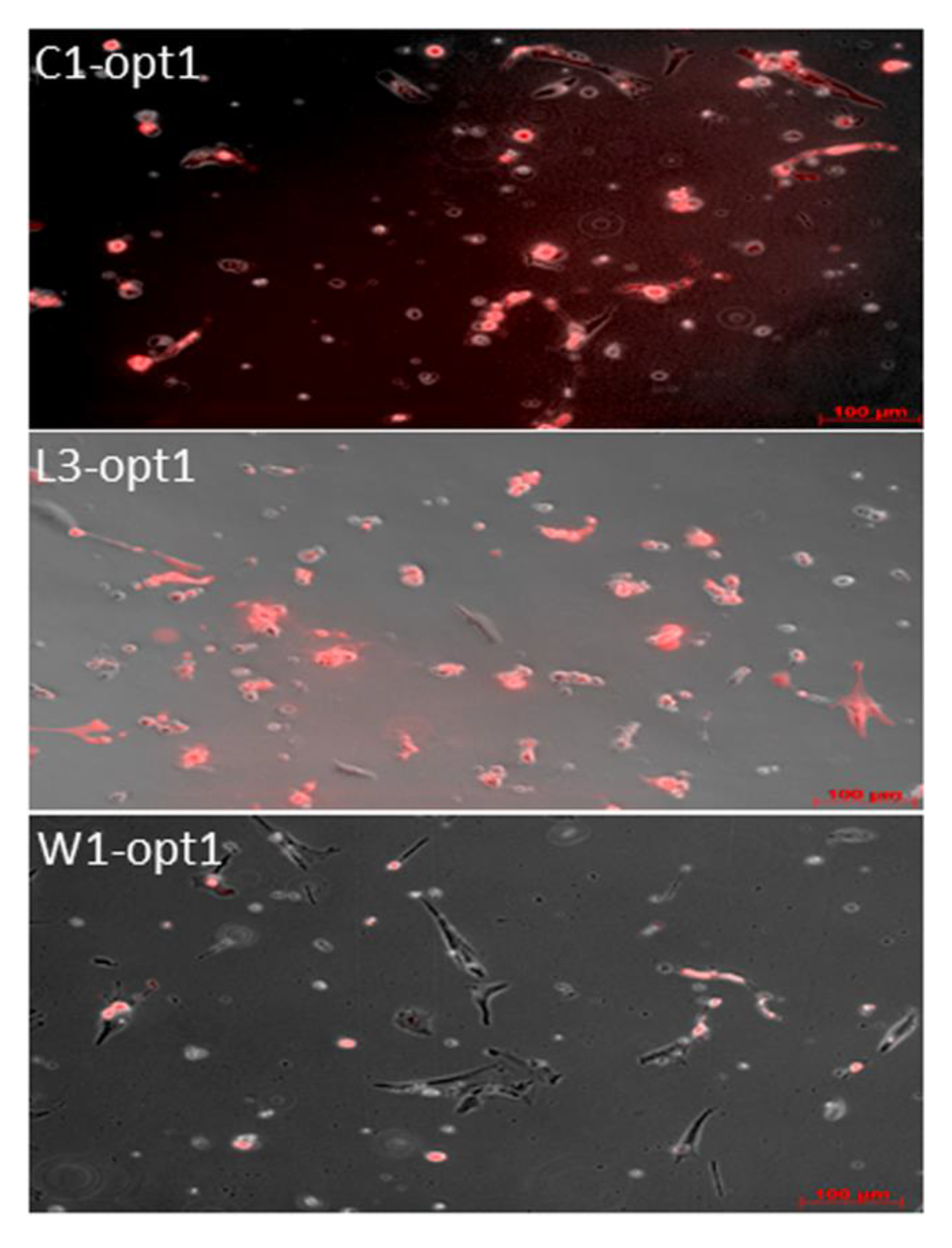 Viruses 12 00750 g006