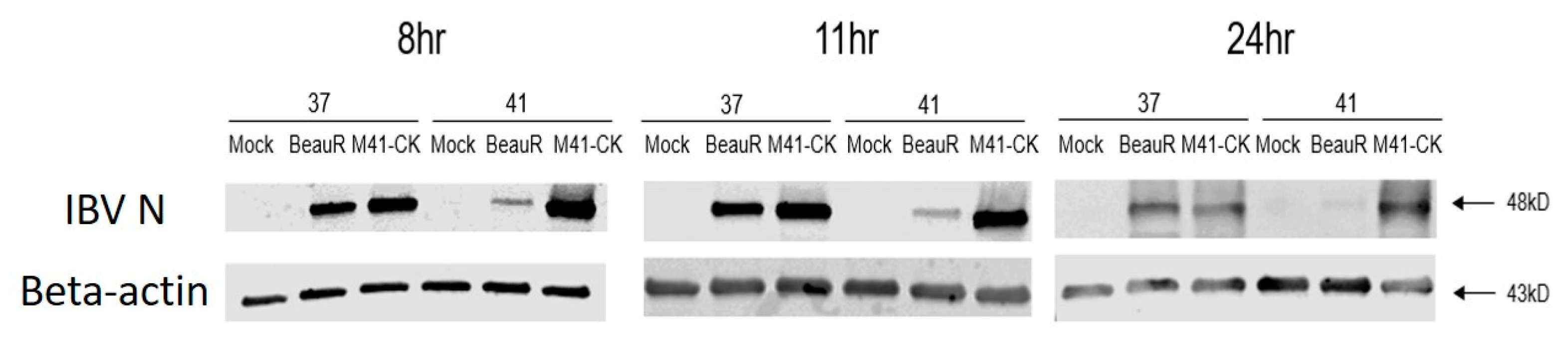 Viruses 12 00754 g008