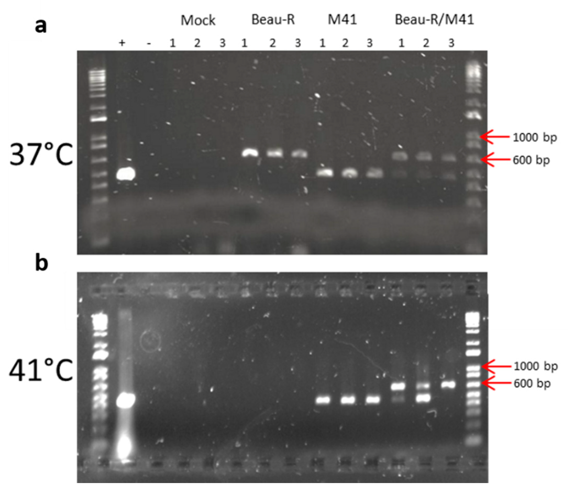 Viruses 12 00754 g009
