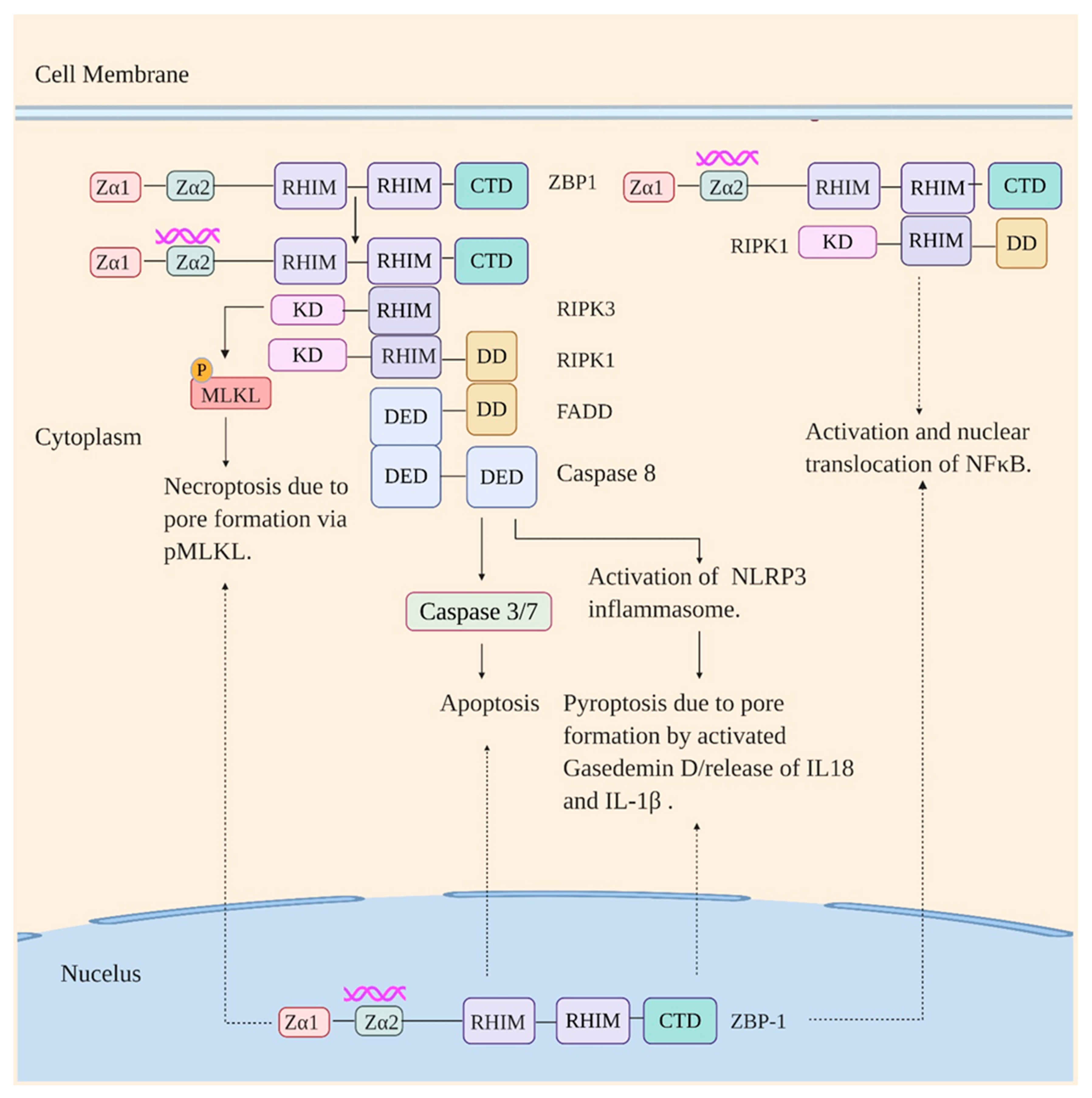 Viruses 12 00755 g003 Viruses 12 00755 g003