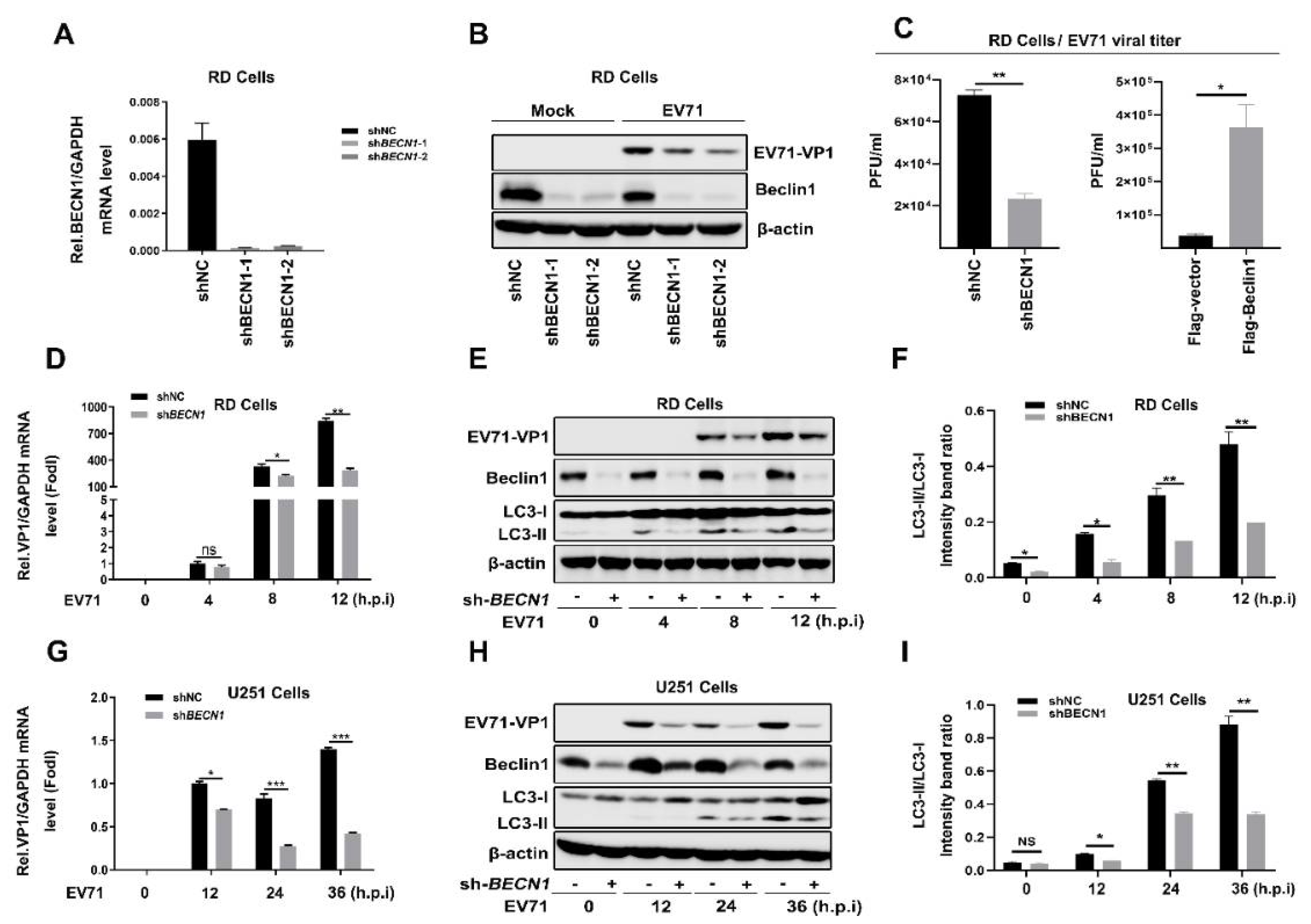 Viruses 12 00756 g003