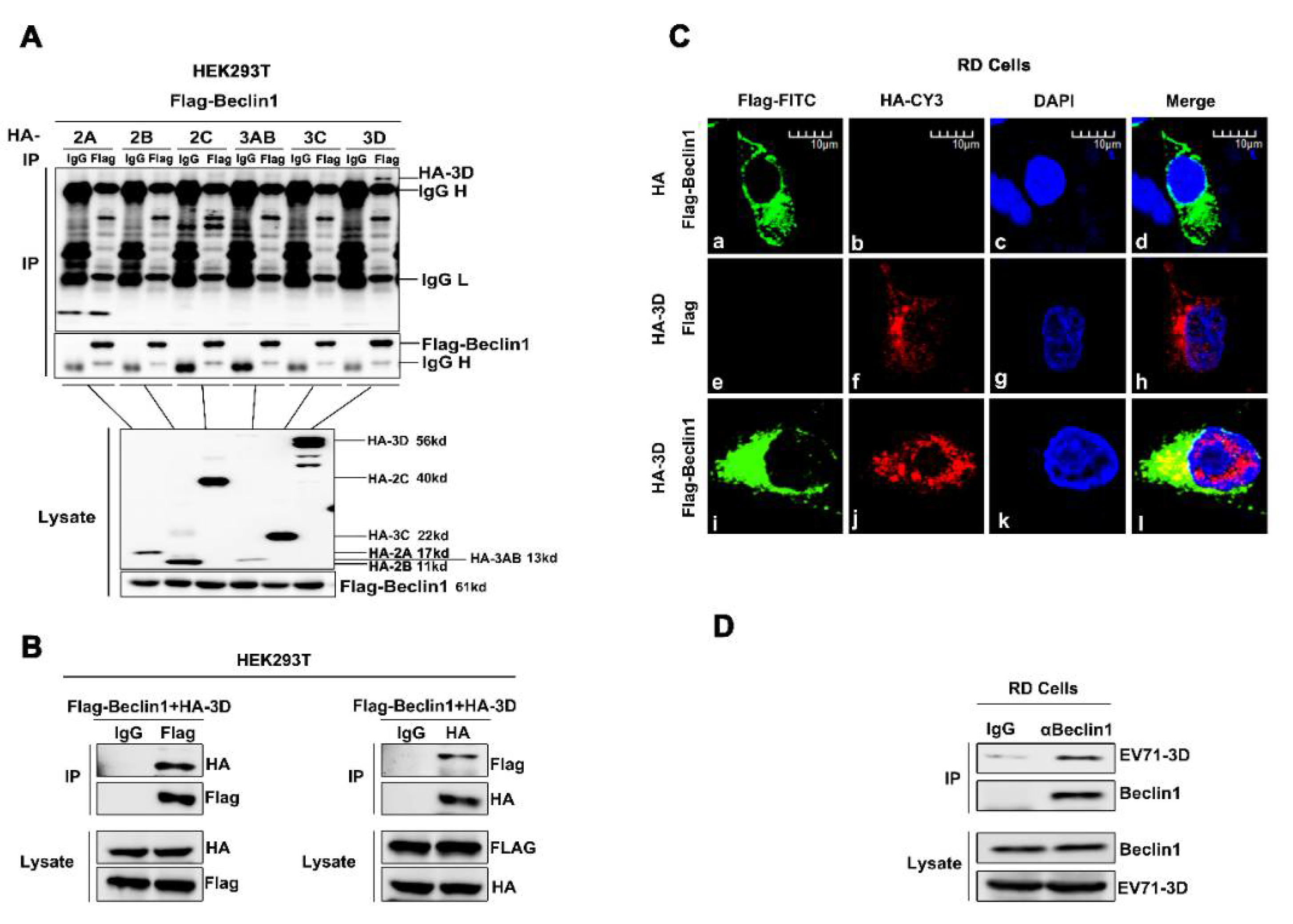 Viruses 12 00756 g004