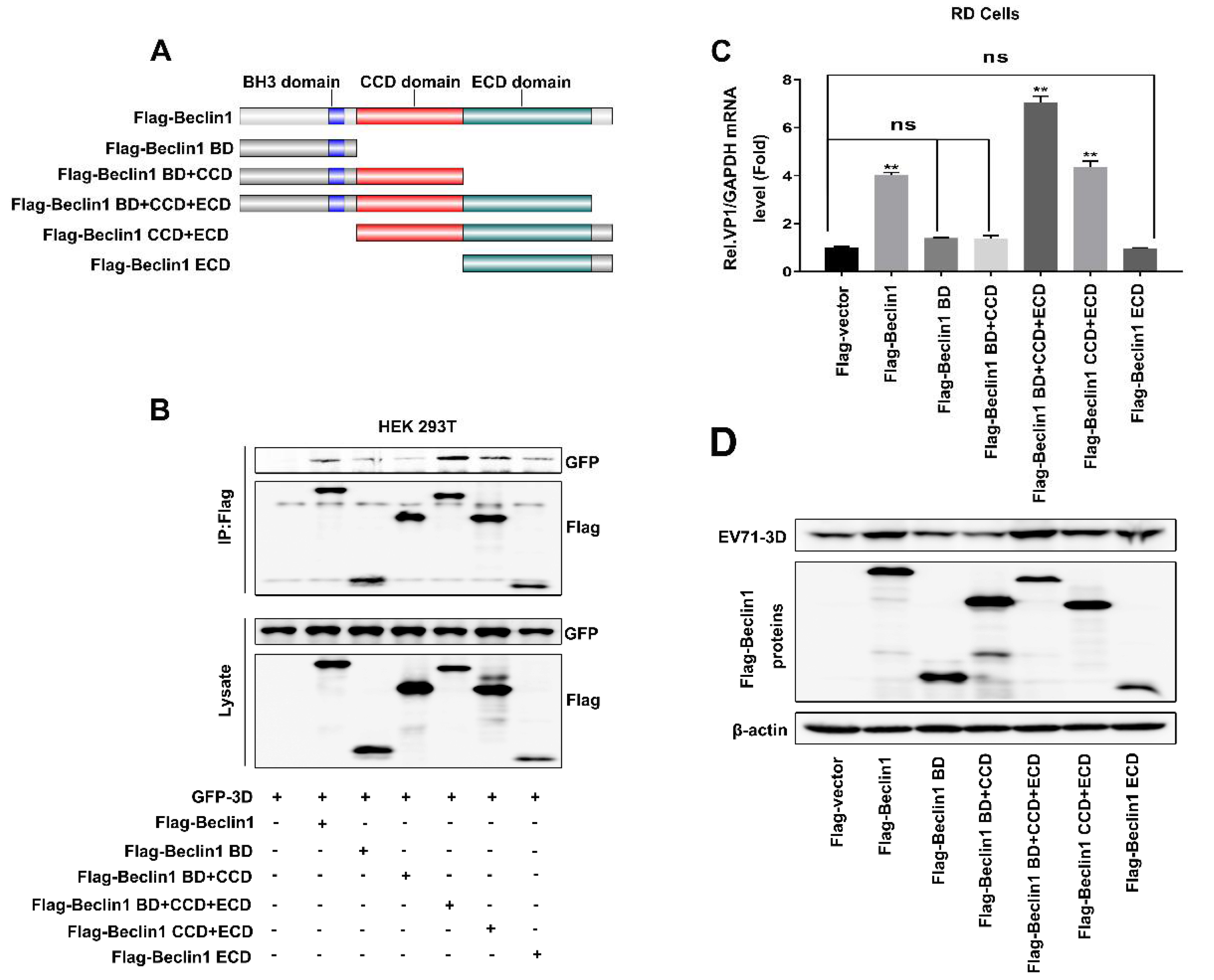 Viruses 12 00756 g005