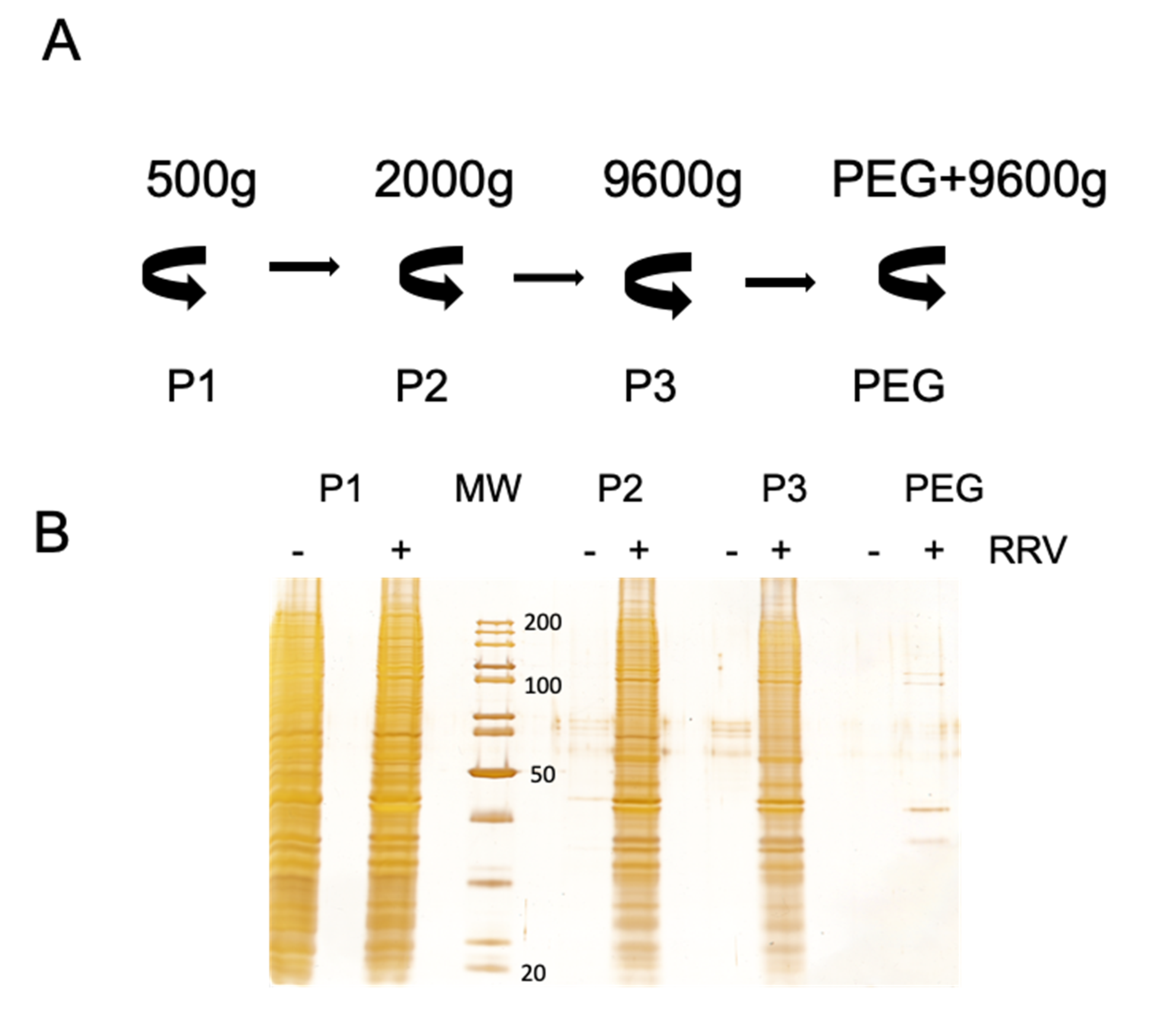 Viruses 12 00763 g002a