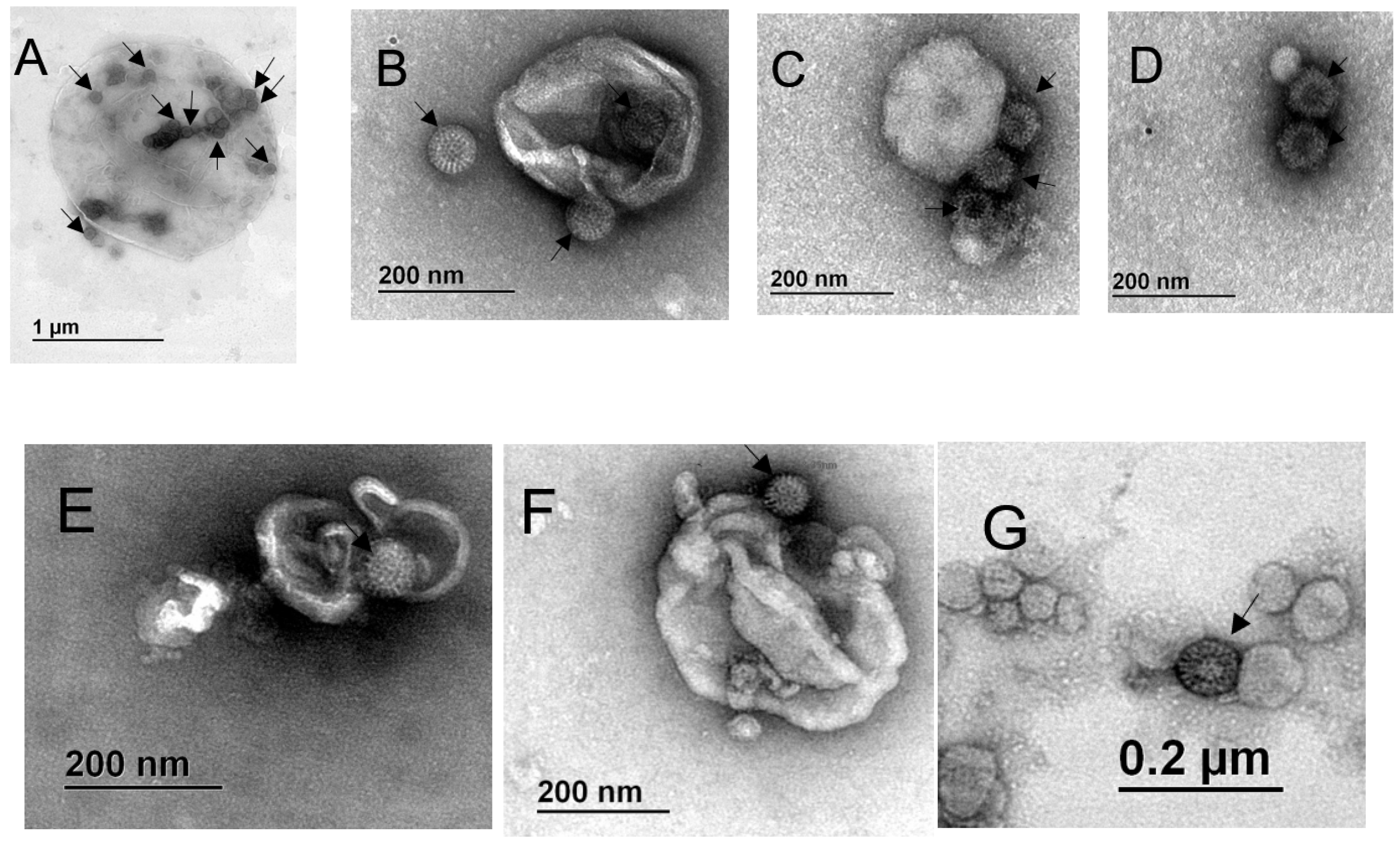 Viruses 12 00763 g005