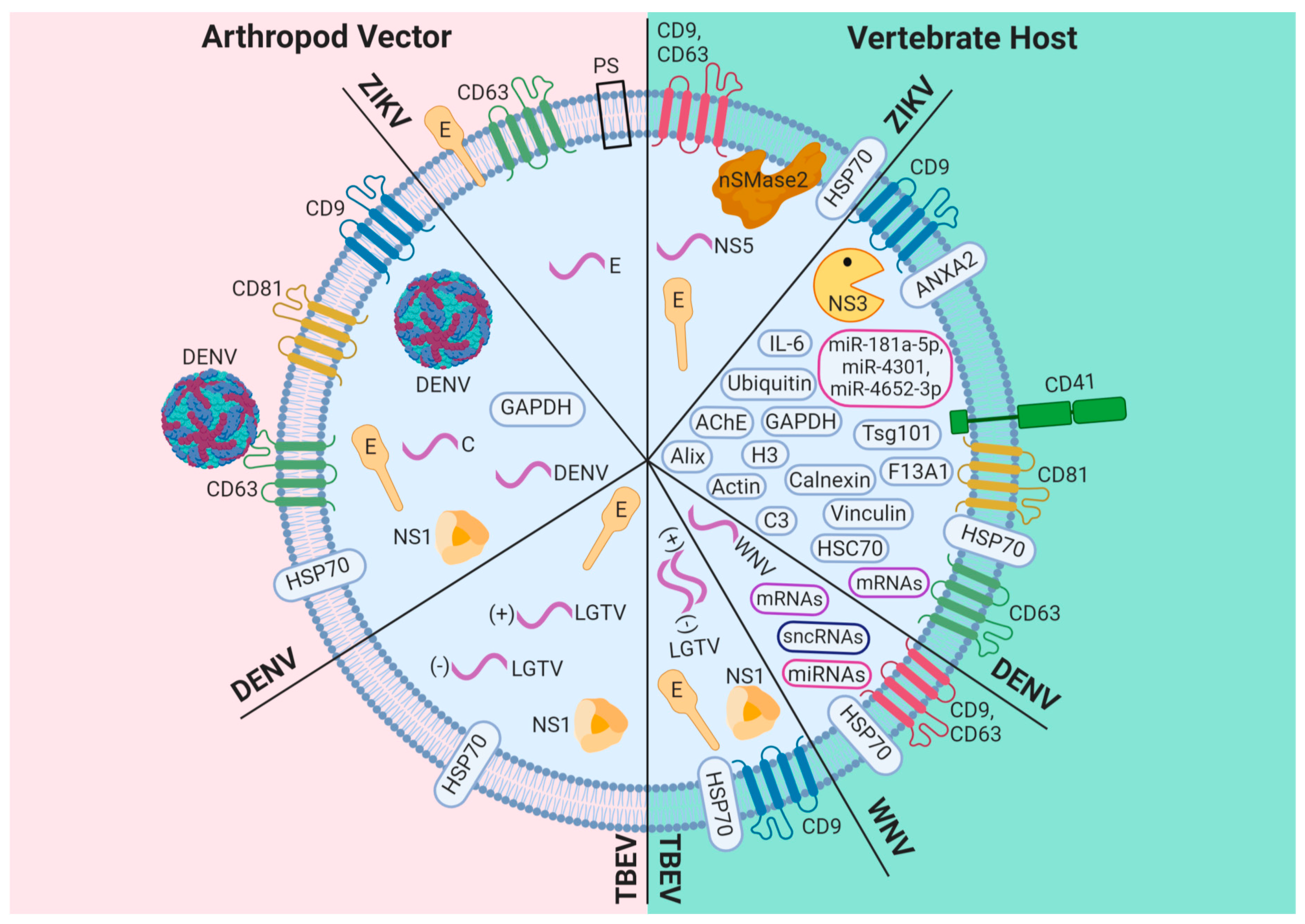 Viruses 12 00765 g001 Viruses 12 00765 g001