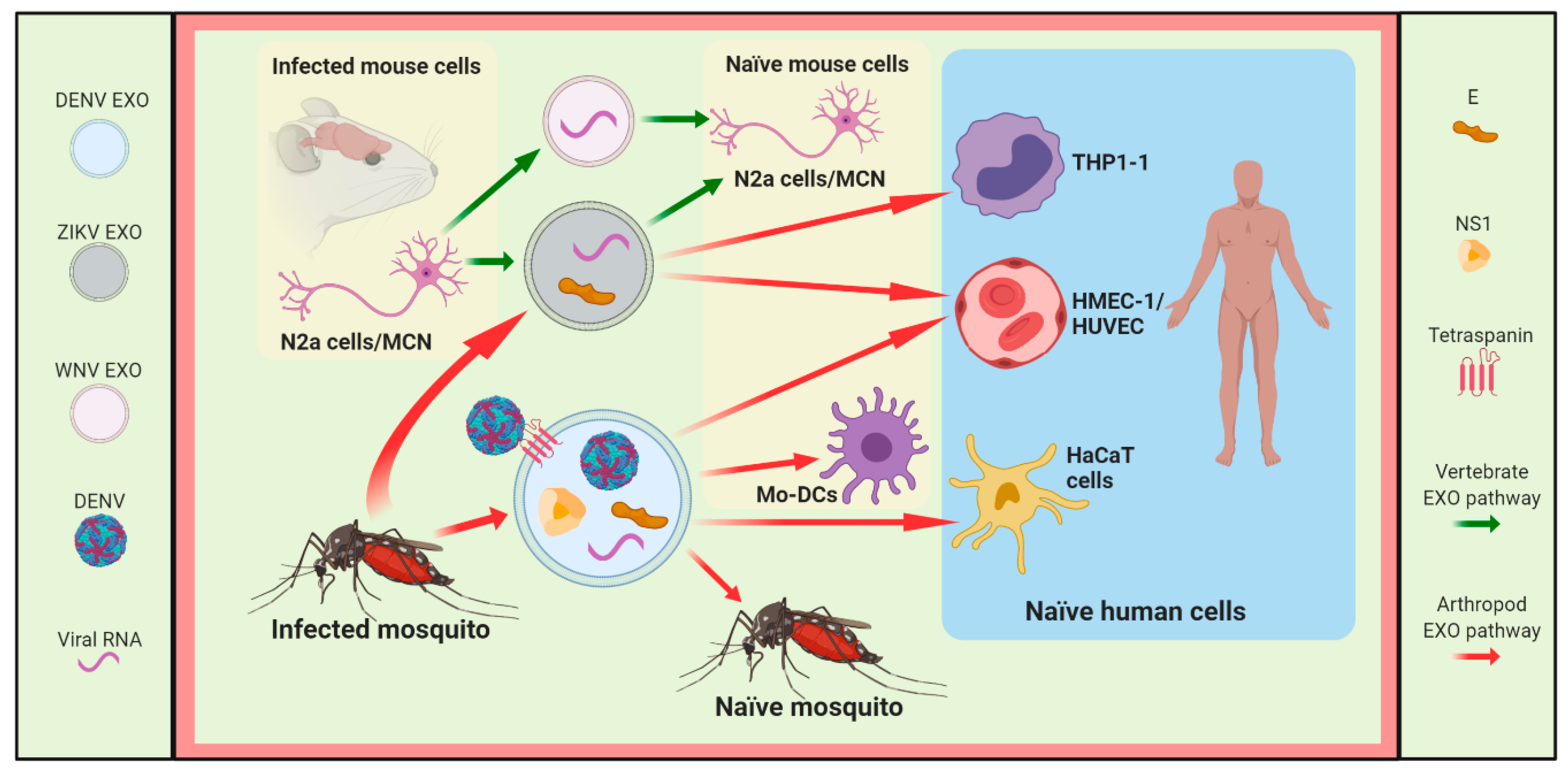 Viruses 12 00765 g002 Viruses 12 00765 g002