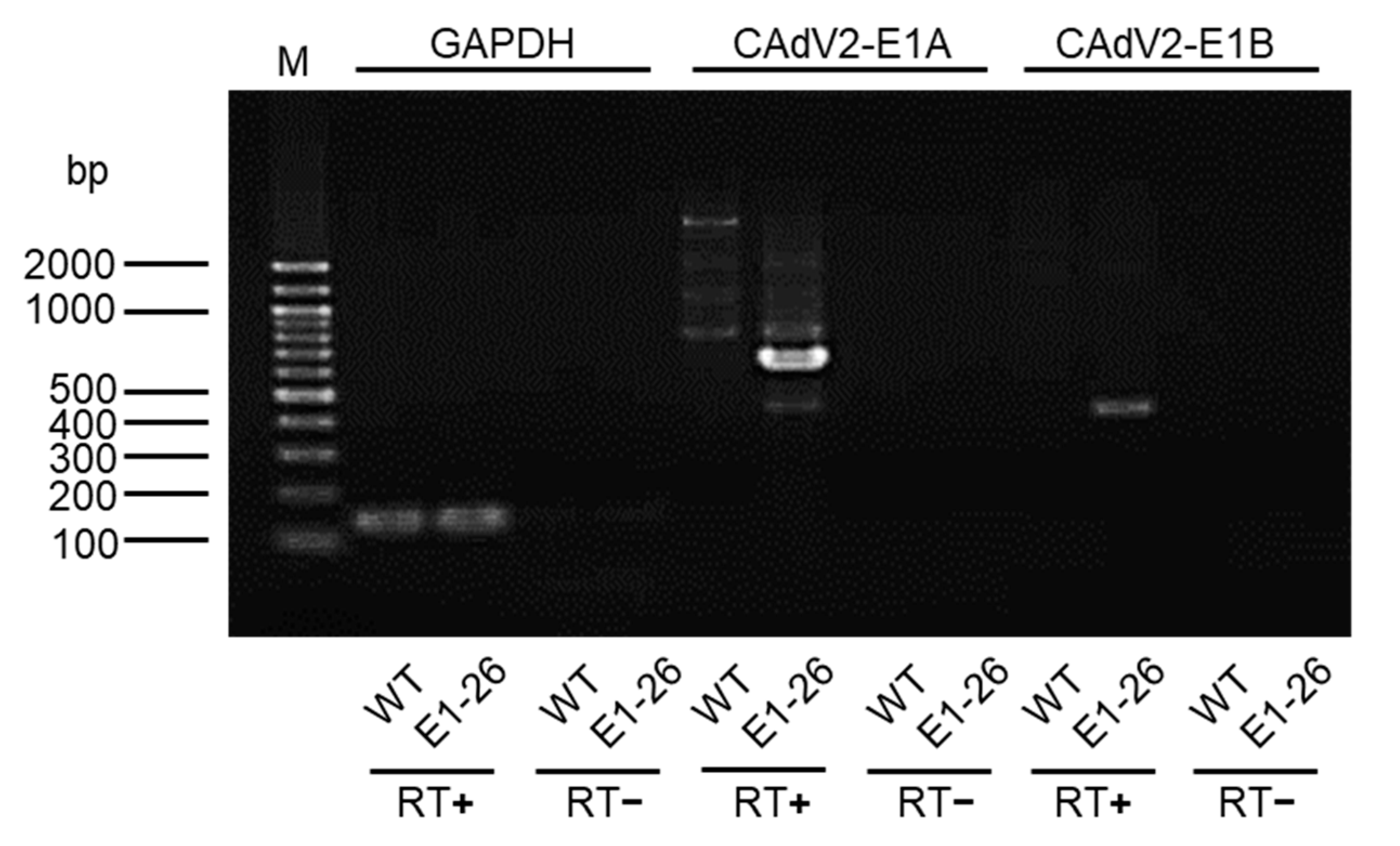 Viruses 12 00767 g005 Viruses 12 00767 g005