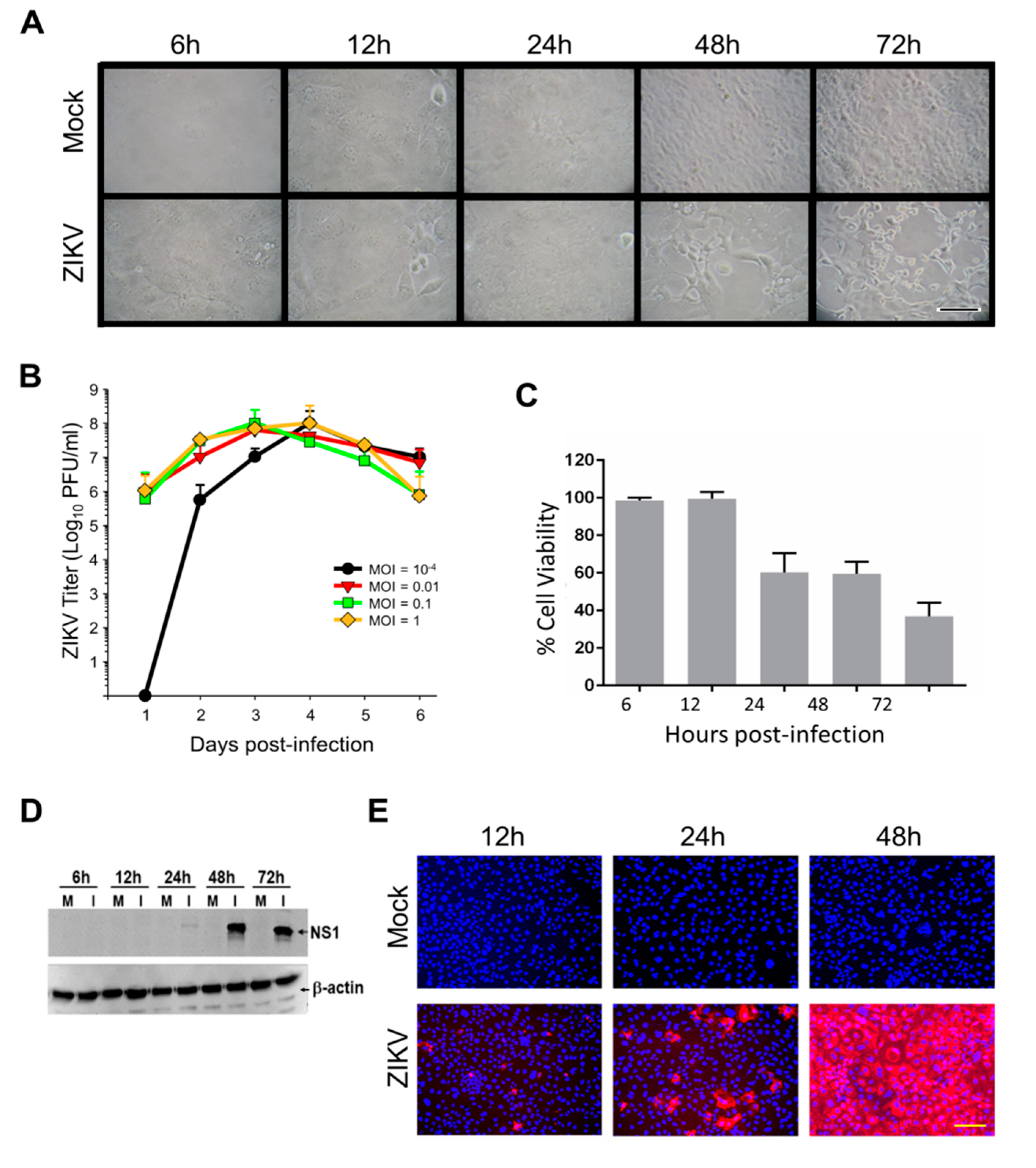 Viruses 12 00771 g001