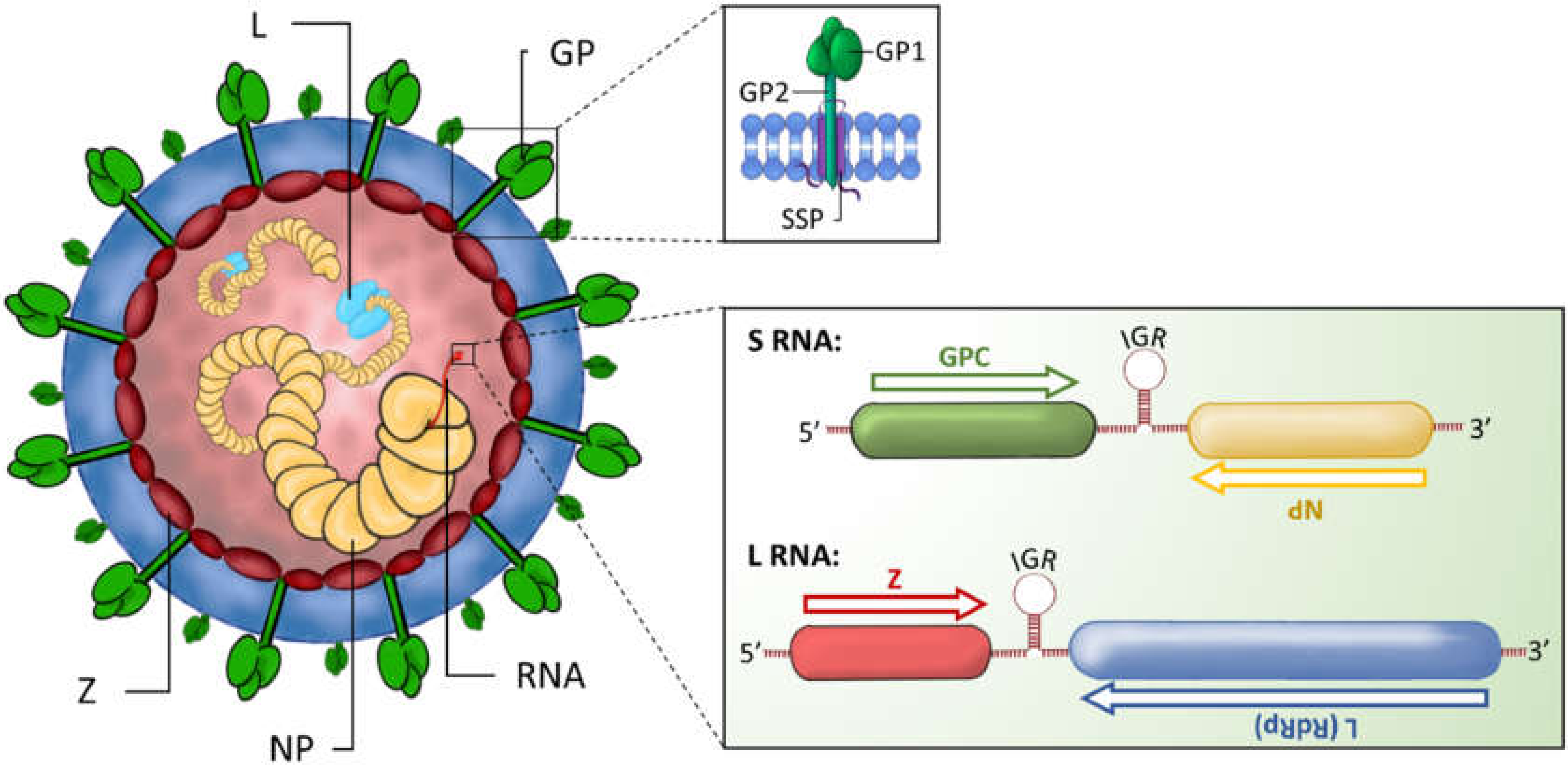 Viruses 12 00784 g001 Viruses 12 00784 g001