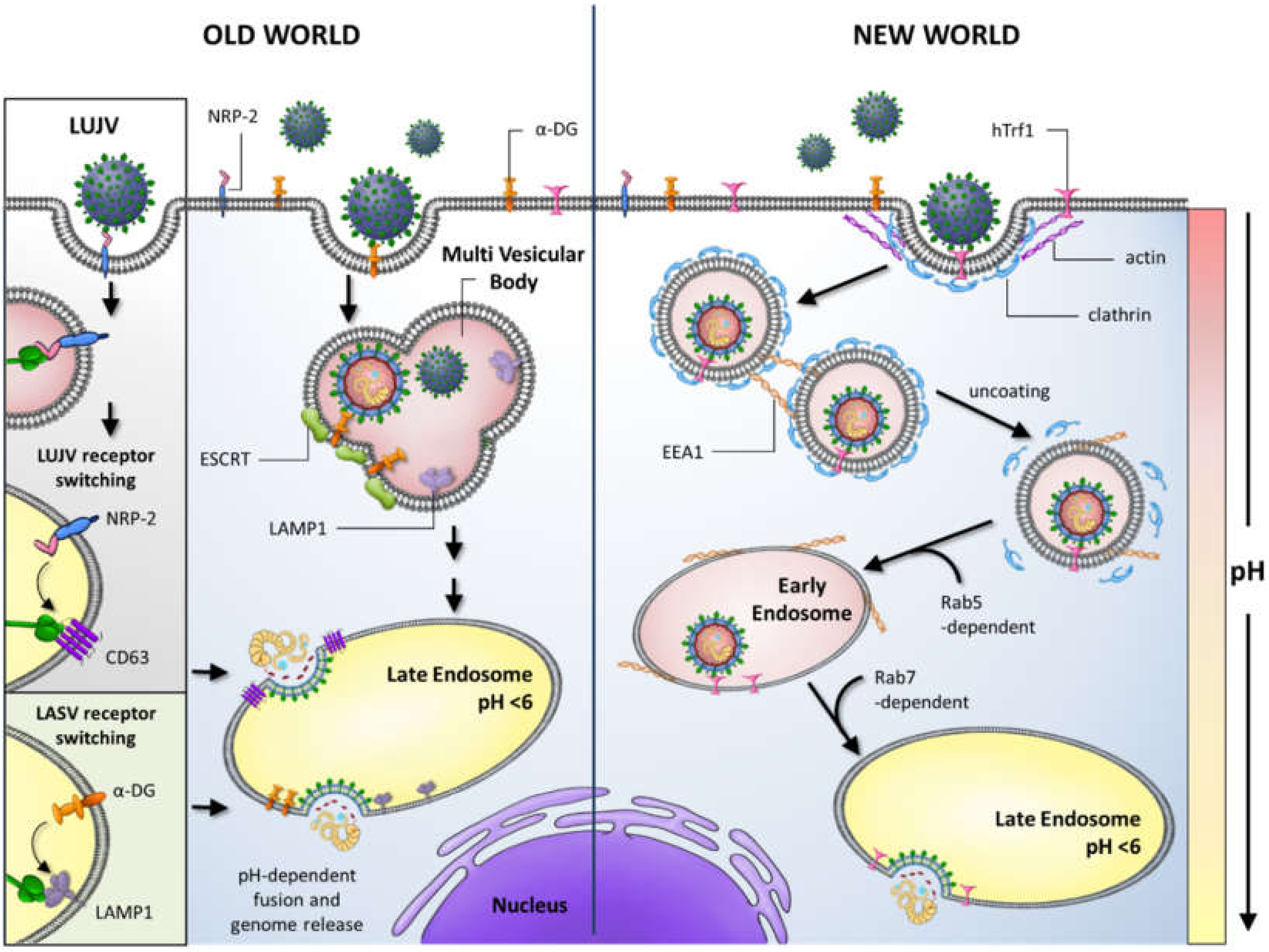 Viruses 12 00784 g002 Viruses 12 00784 g002