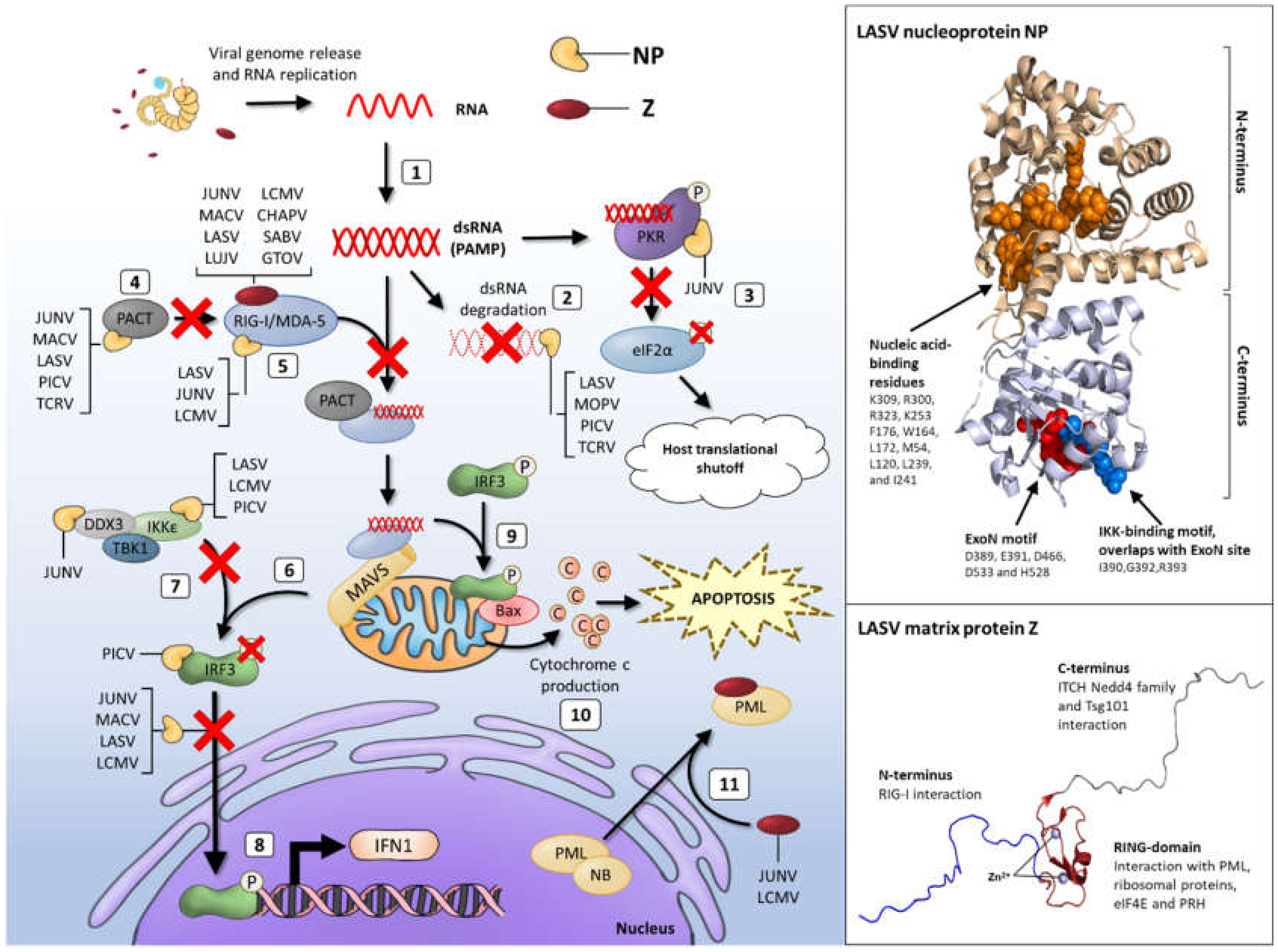 Viruses 12 00784 g004 Viruses 12 00784 g004