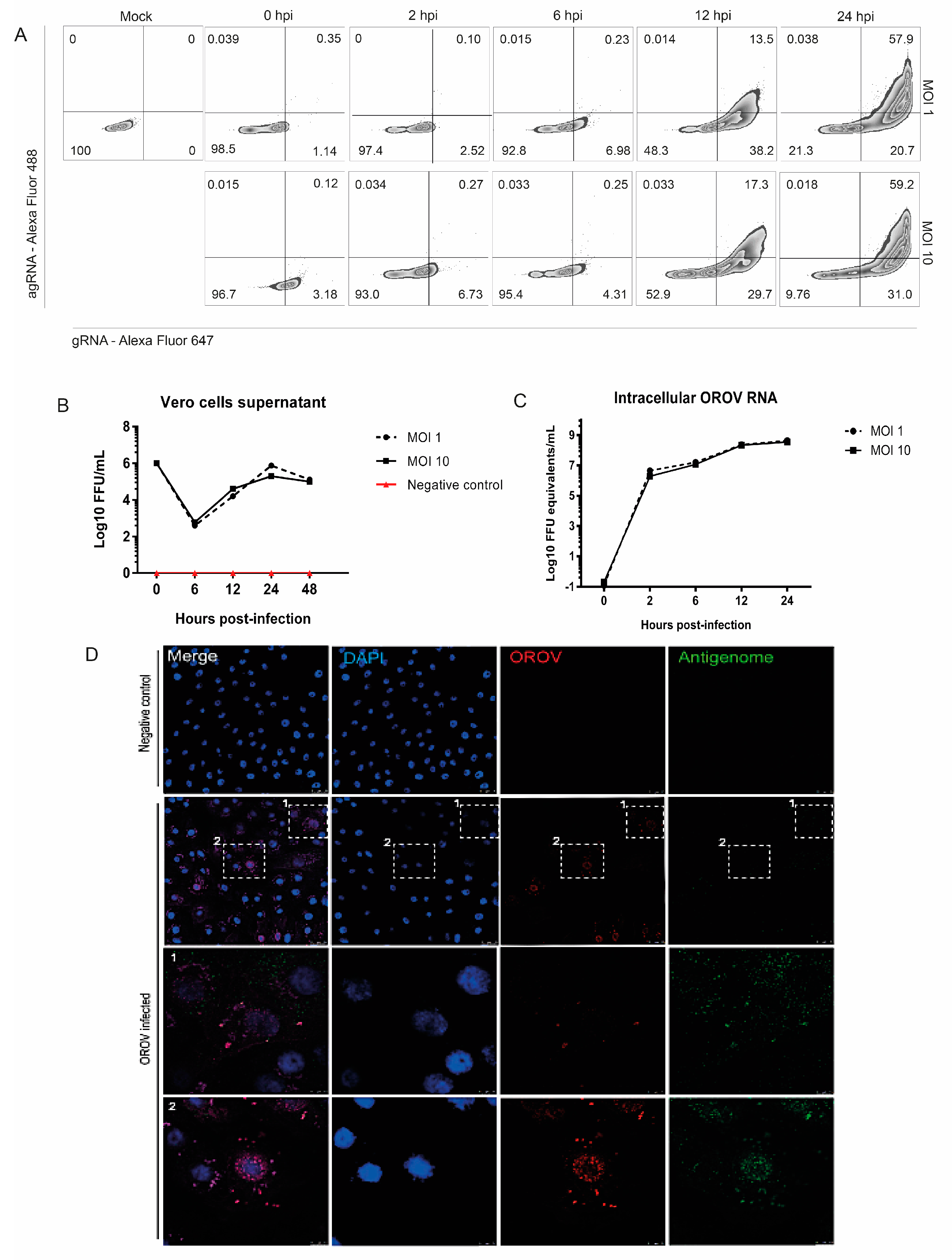 Viruses 12 00785 g001