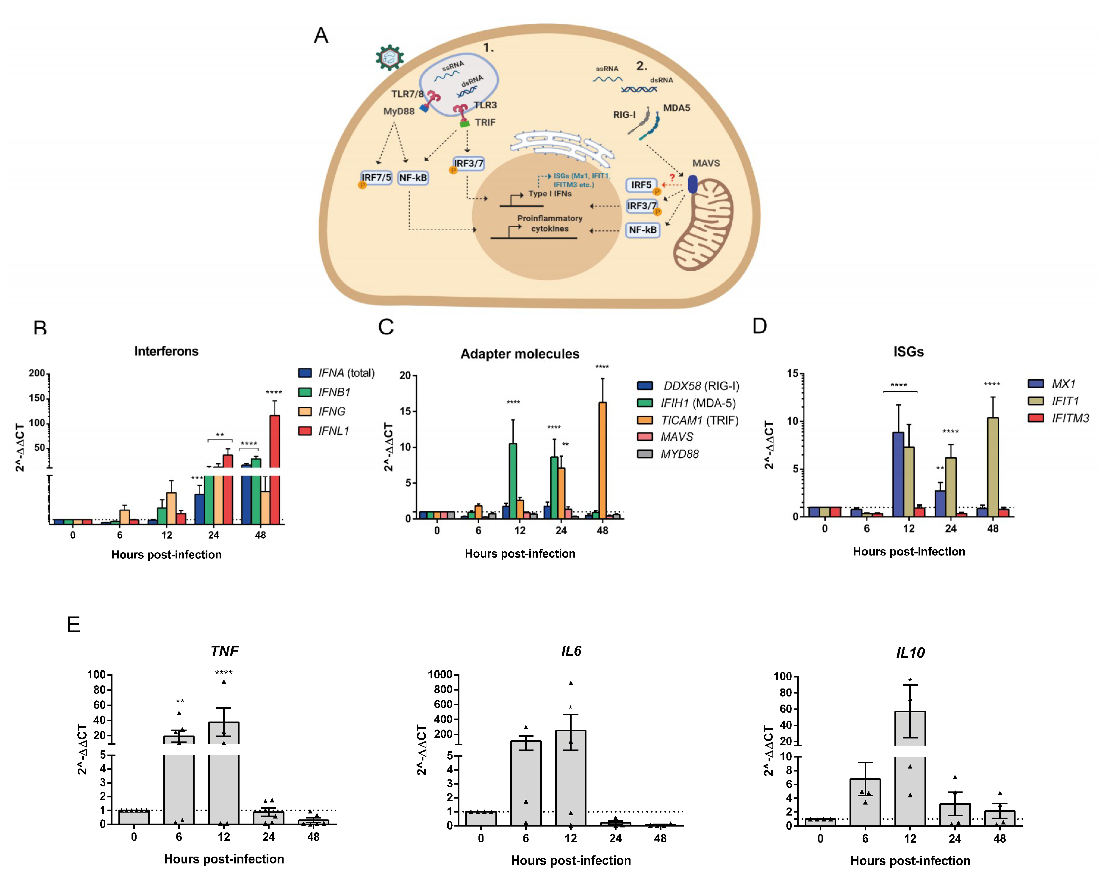 Viruses 12 00785 g004