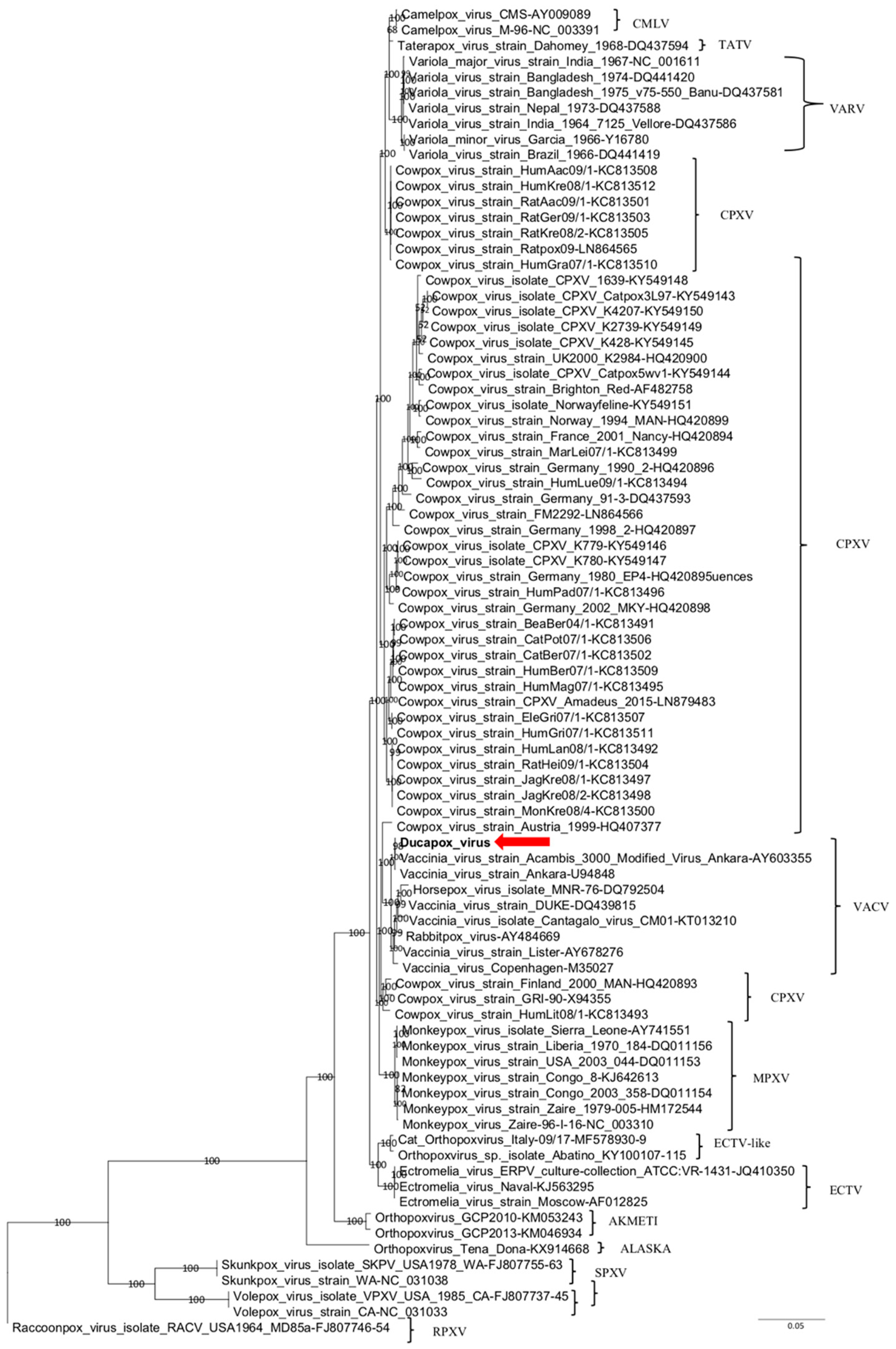 Viruses 12 00786 g001 Viruses 12 00786 g001