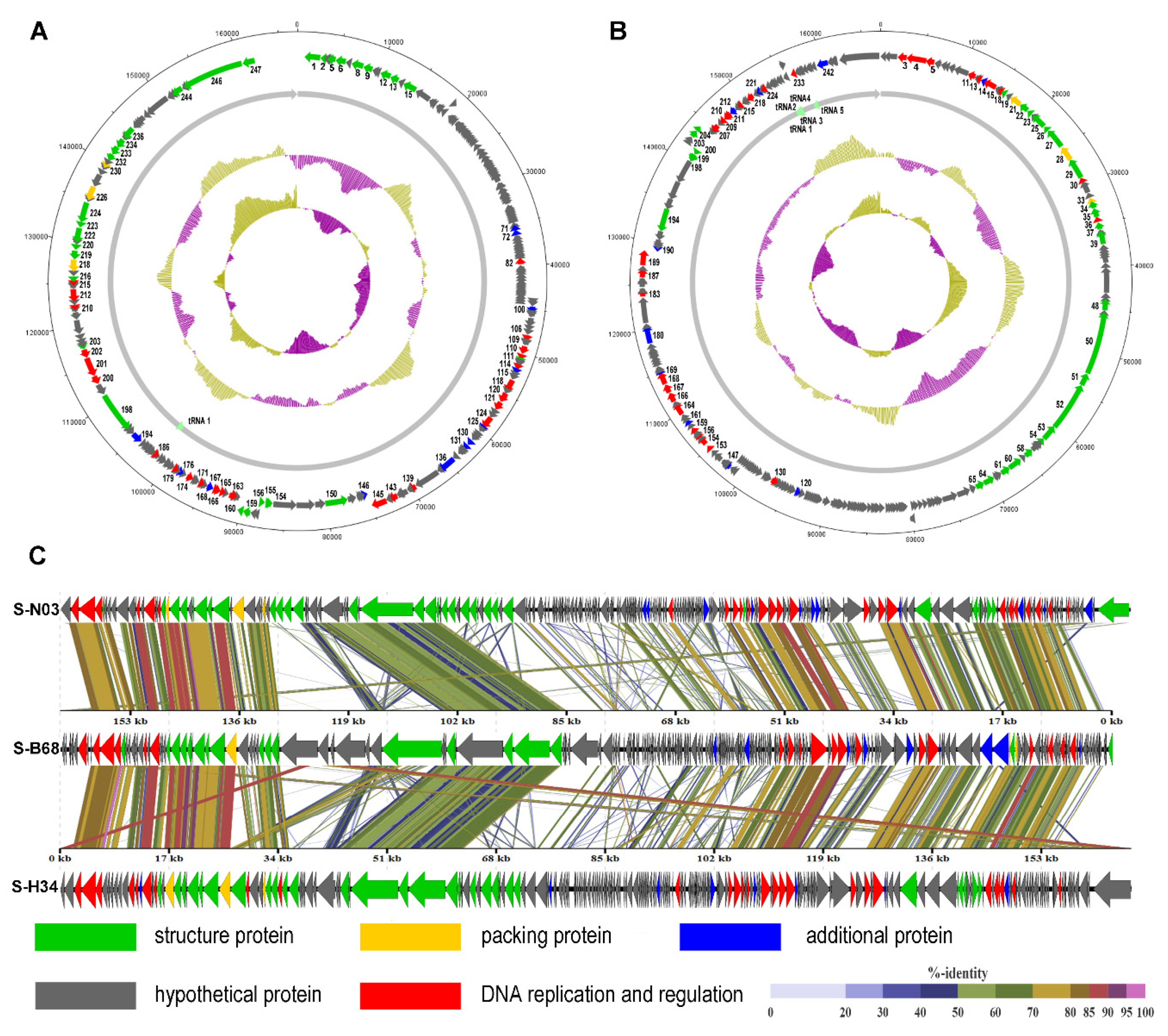 Viruses 12 00800 g001