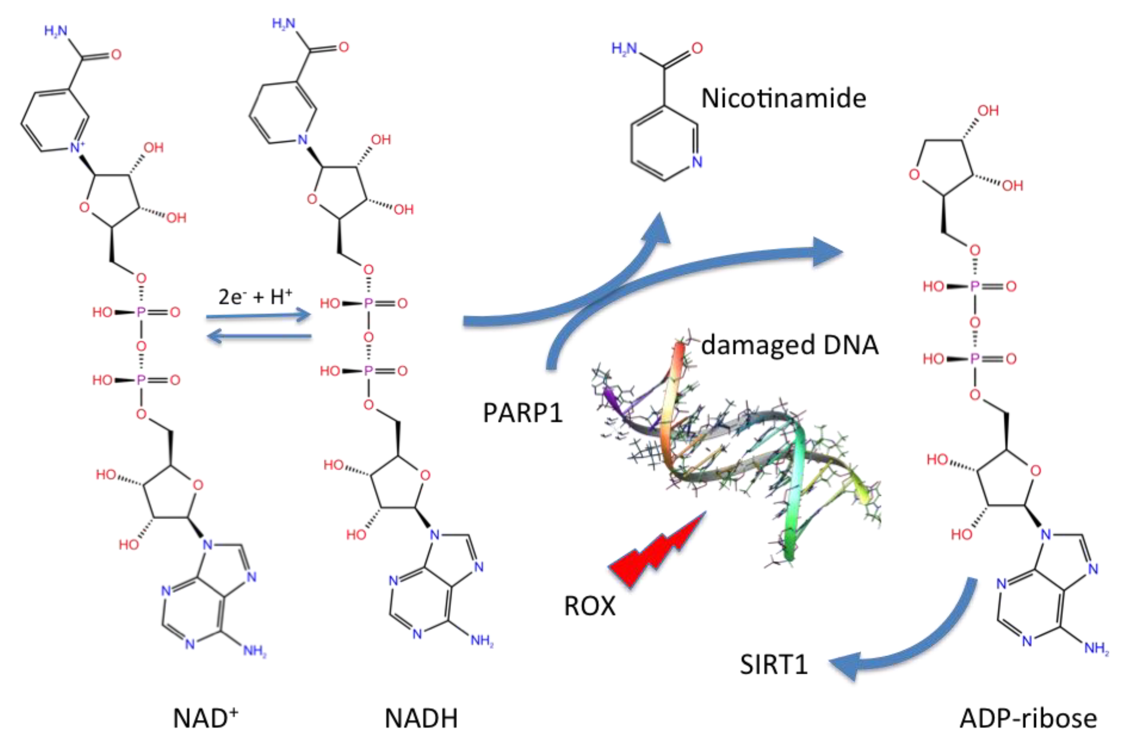 Viruses 12 00805 g006